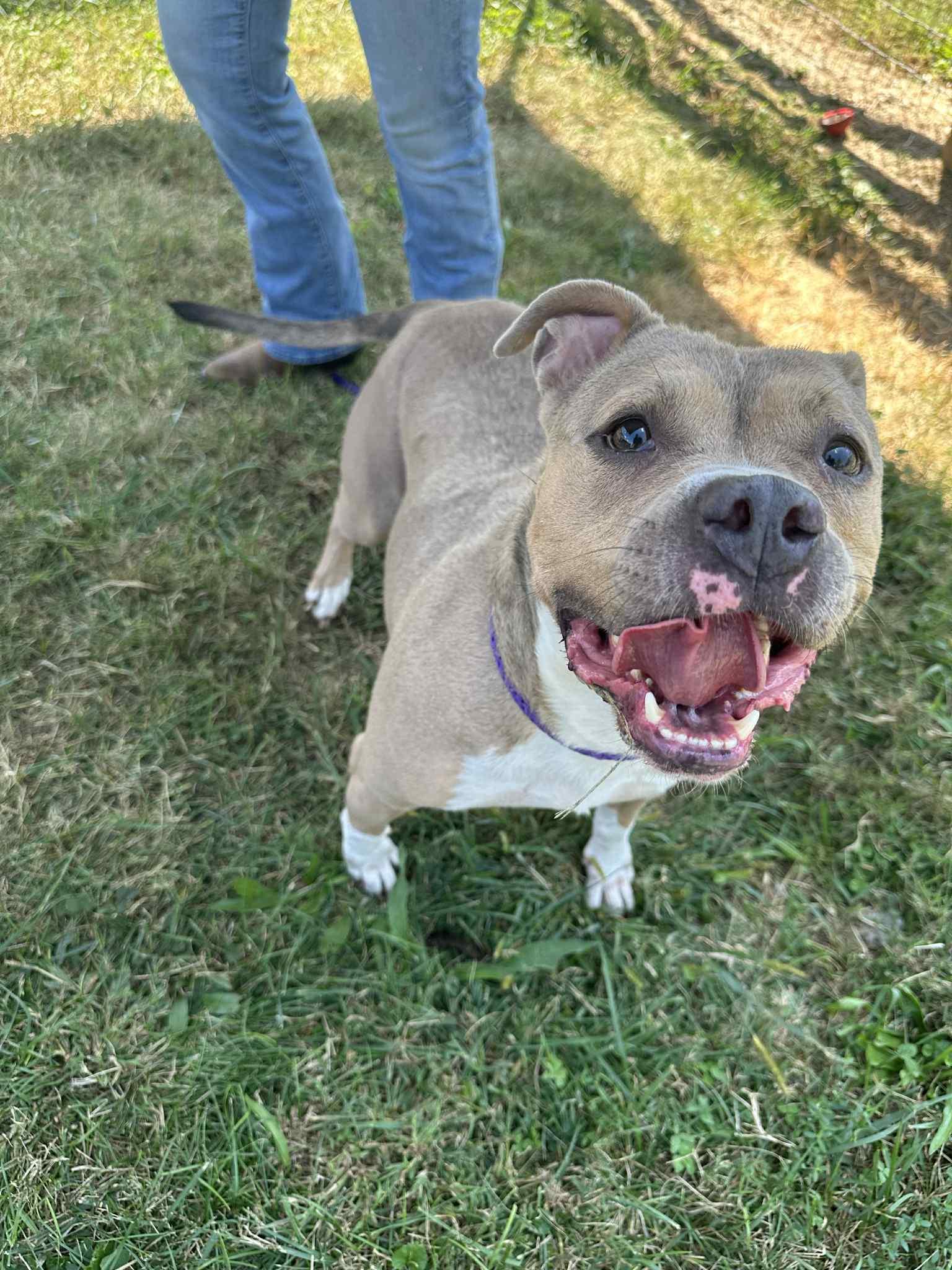 Willow, a Adoptable Pit Bull Terrier in Shelbyville, KY image 5/5