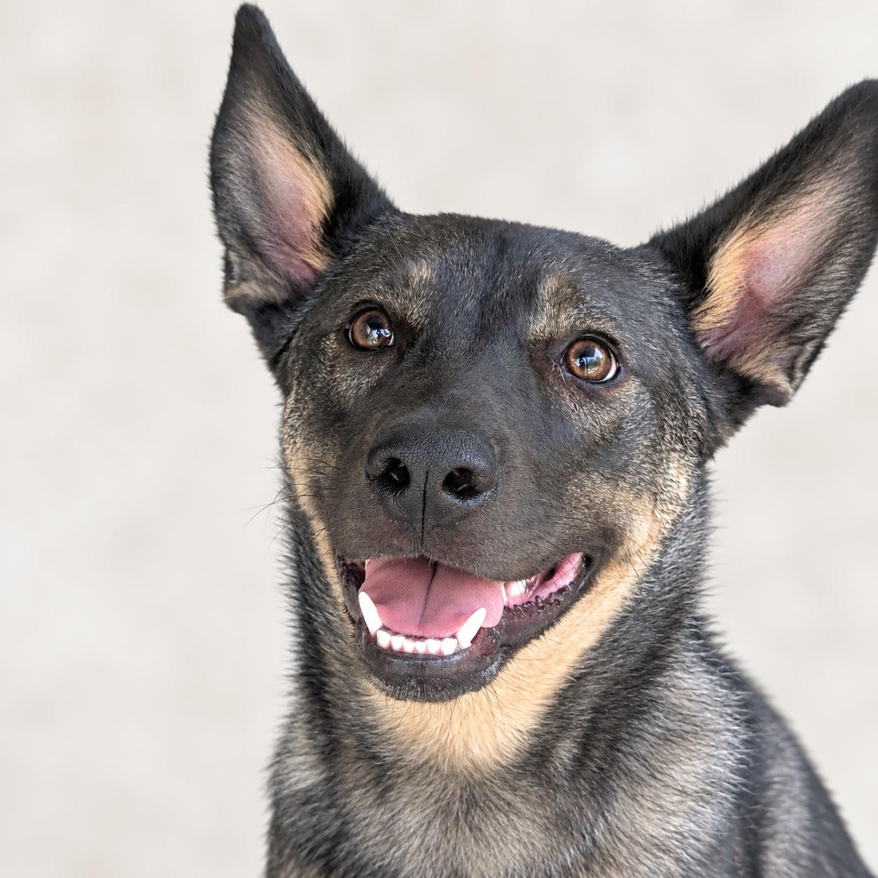 Enlarge Missy, a Adoptable mixed breed in Prior Lake, MN image 6/6