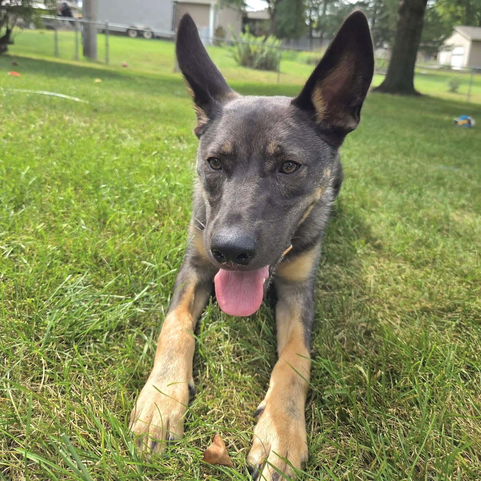 Enlarge Missy, a Adoptable mixed breed in Prior Lake, MN image 3/6
