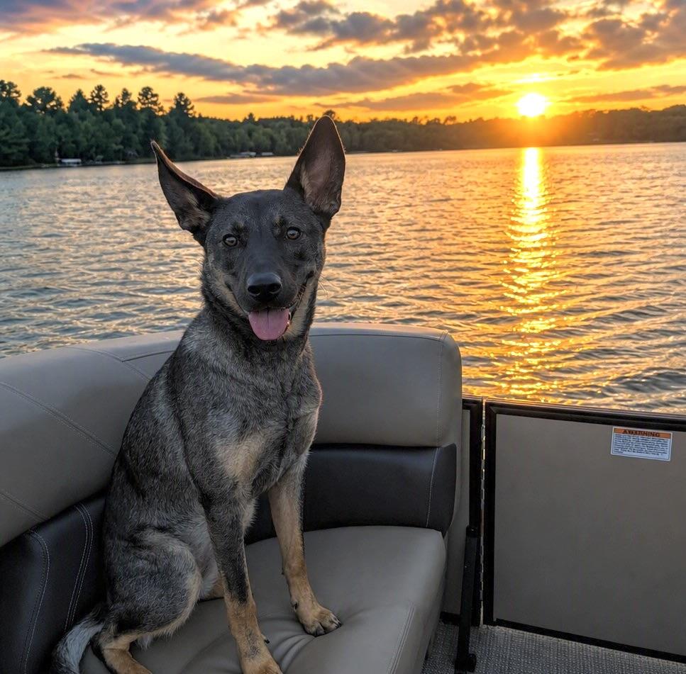 Enlarge Missy, a Adoptable mixed breed in Prior Lake, MN image 1/6