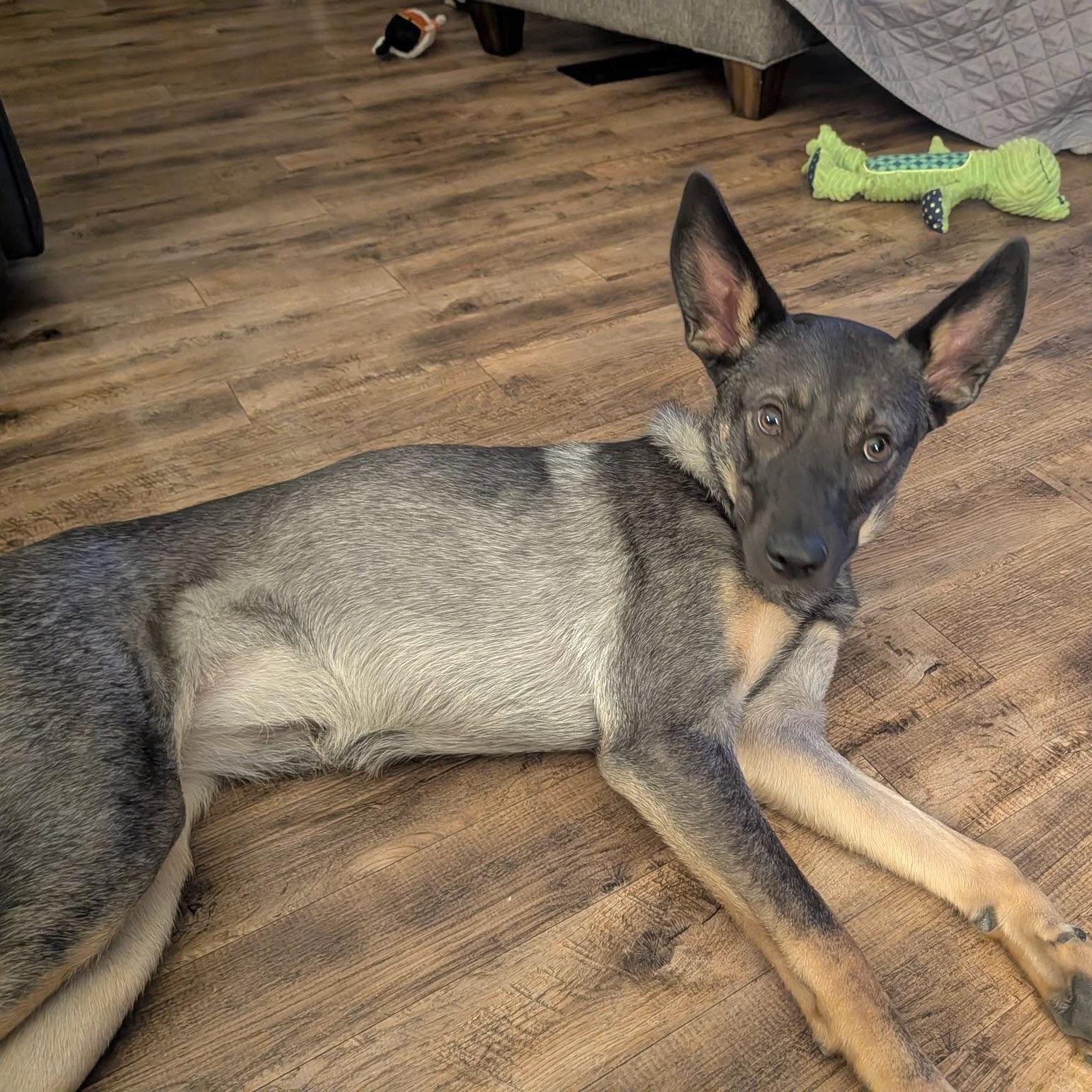 Enlarge Missy, a Adoptable mixed breed in Prior Lake, MN image 5/6