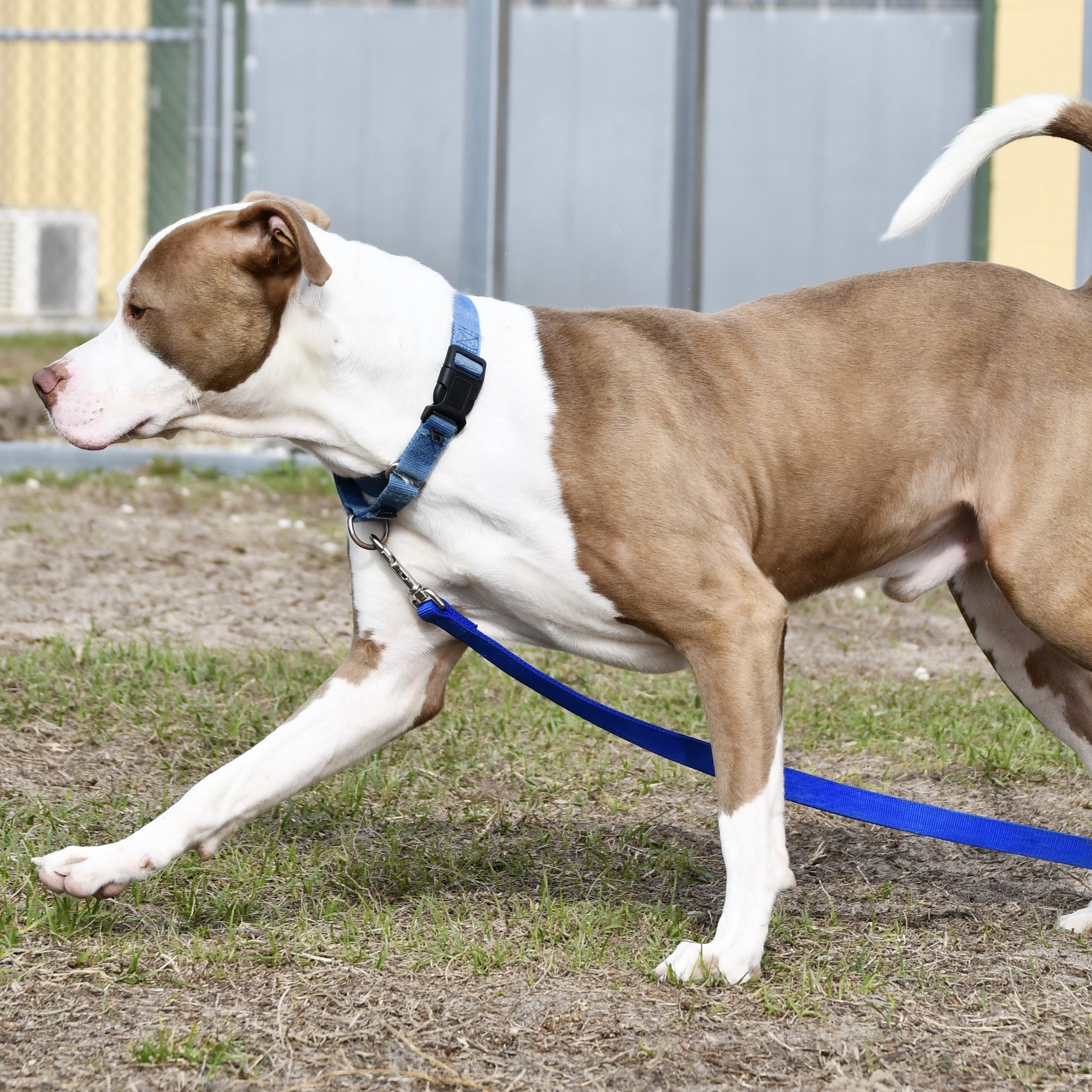 Enlarge Tug, a ADOPTABLE mixed breed in Defuniak Springs, FL image 3/4