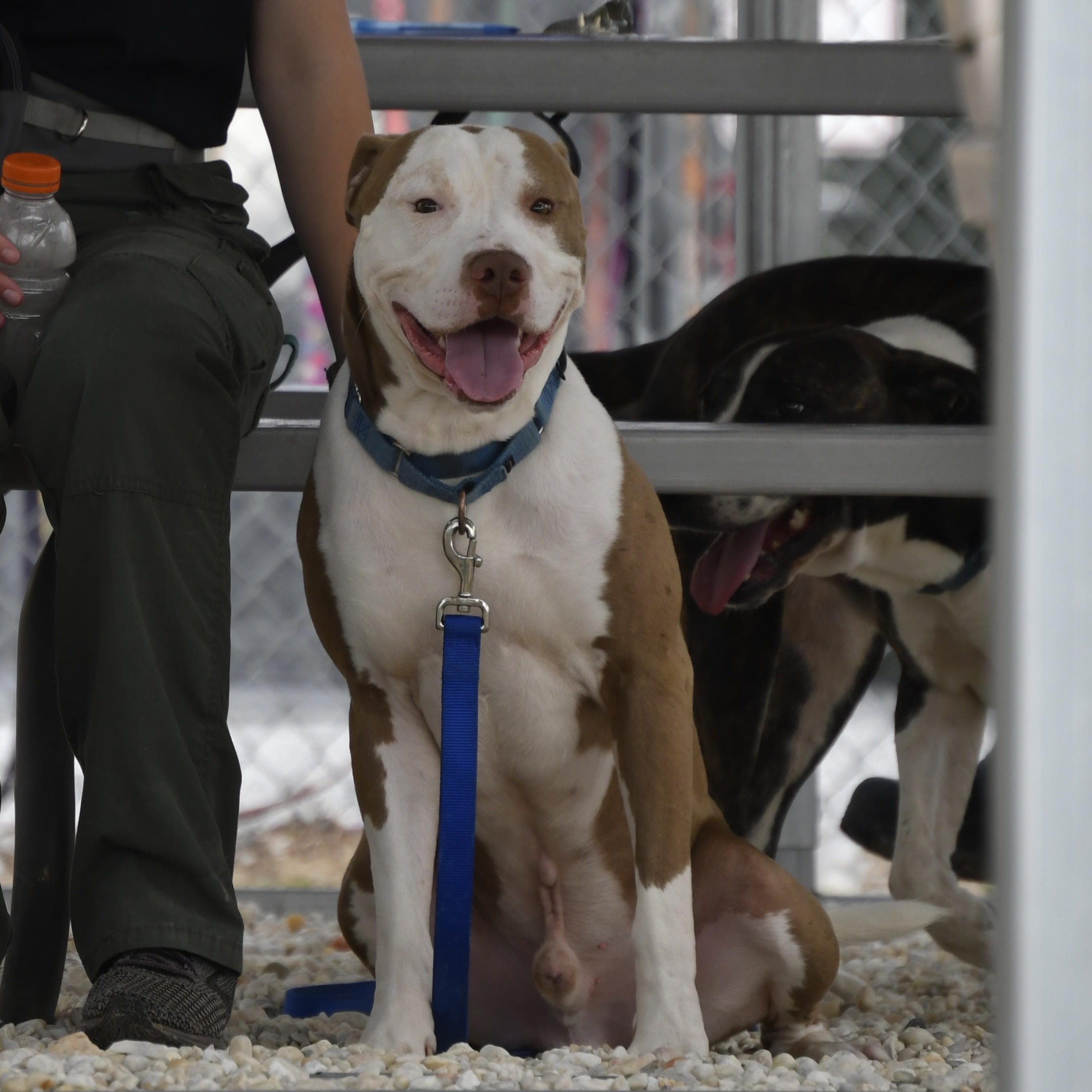 Enlarge Tug, a ADOPTABLE mixed breed in Defuniak Springs, FL image 2/4