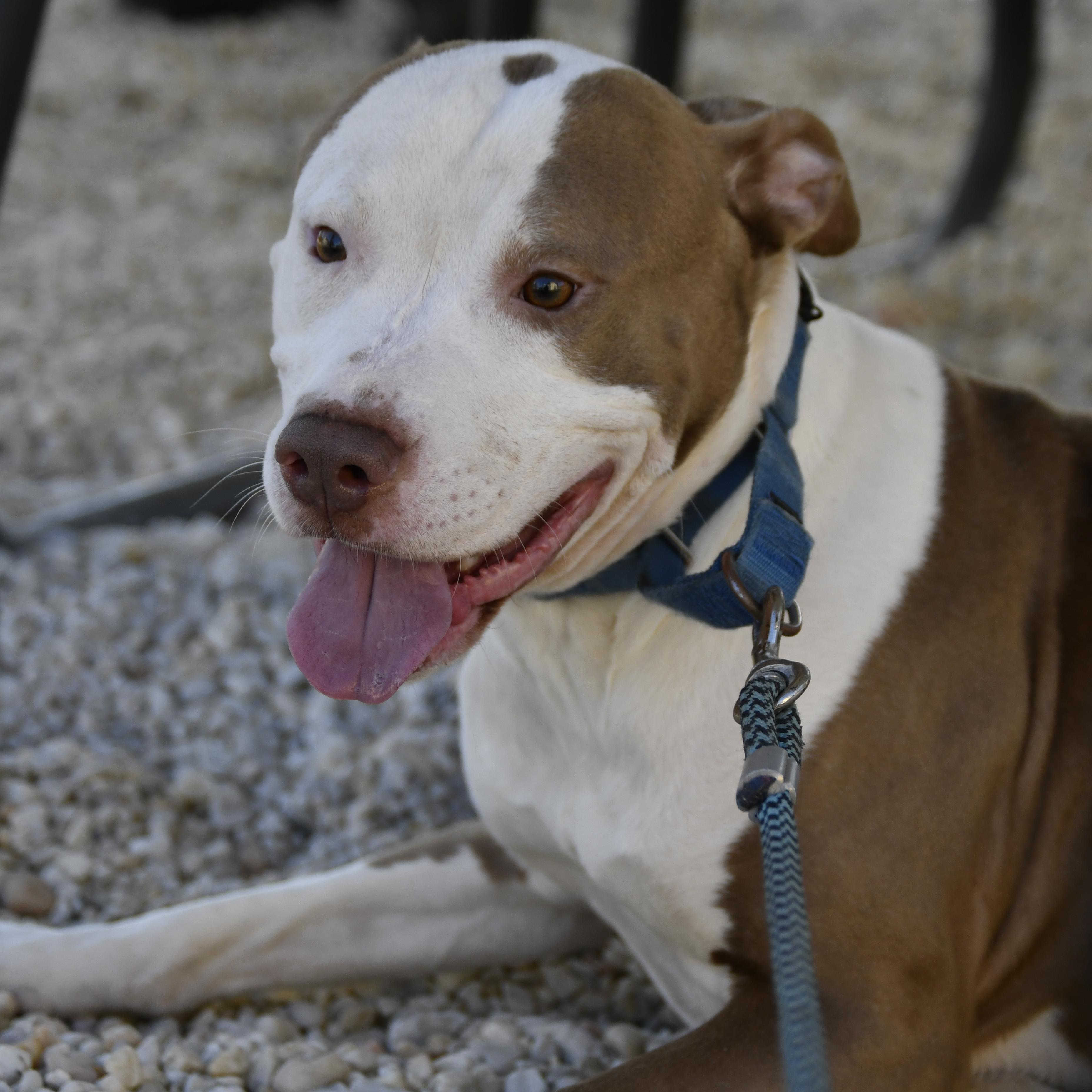 Enlarge Tug, a ADOPTABLE mixed breed in Defuniak Springs, FL image 1/4