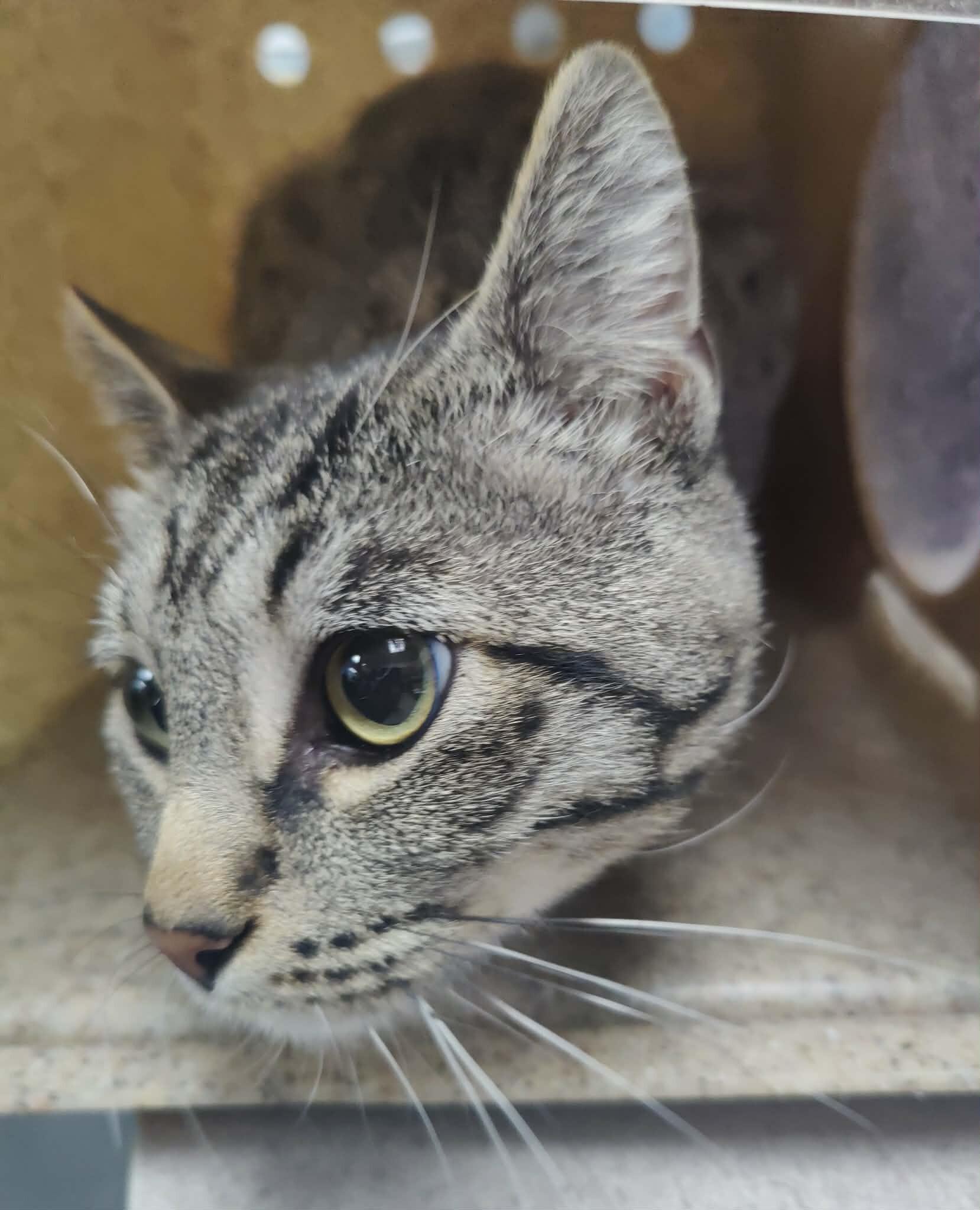 Mr. Magoo — thumbnail 2