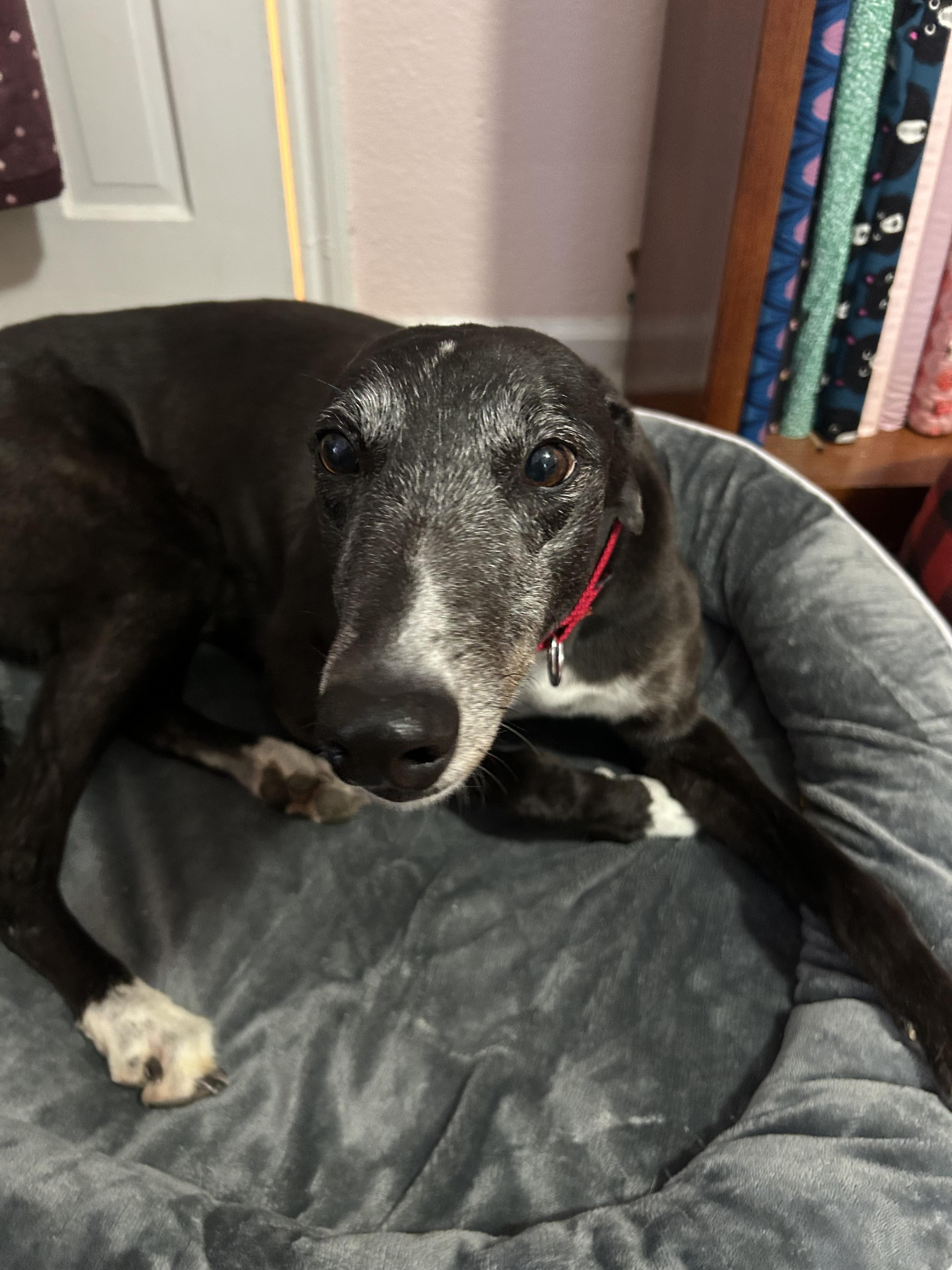 Star, a ADOPTABLE Greyhound in Bondurant, IA image 3/5