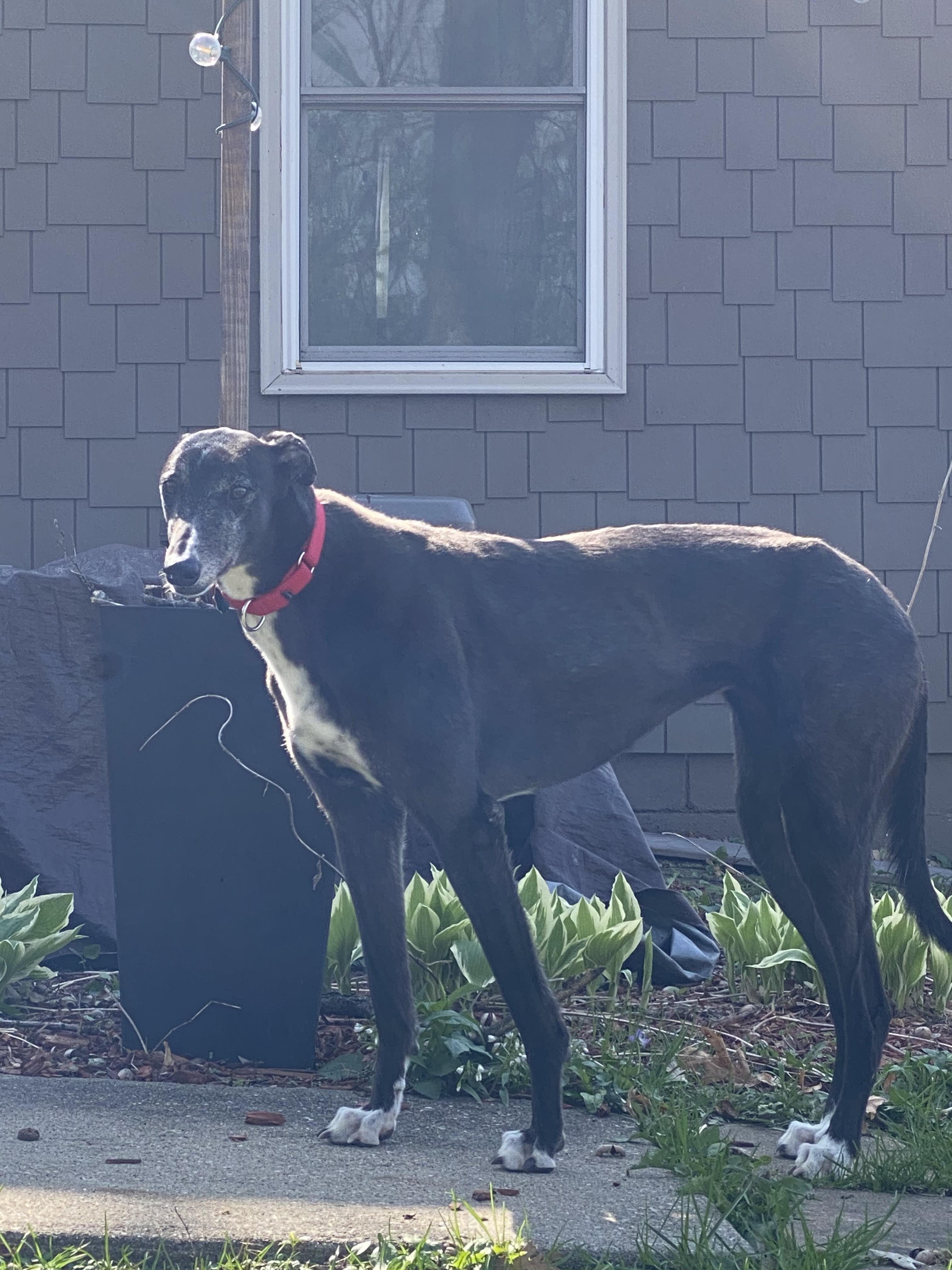 Star, a ADOPTABLE Greyhound in Bondurant, IA image 4/5