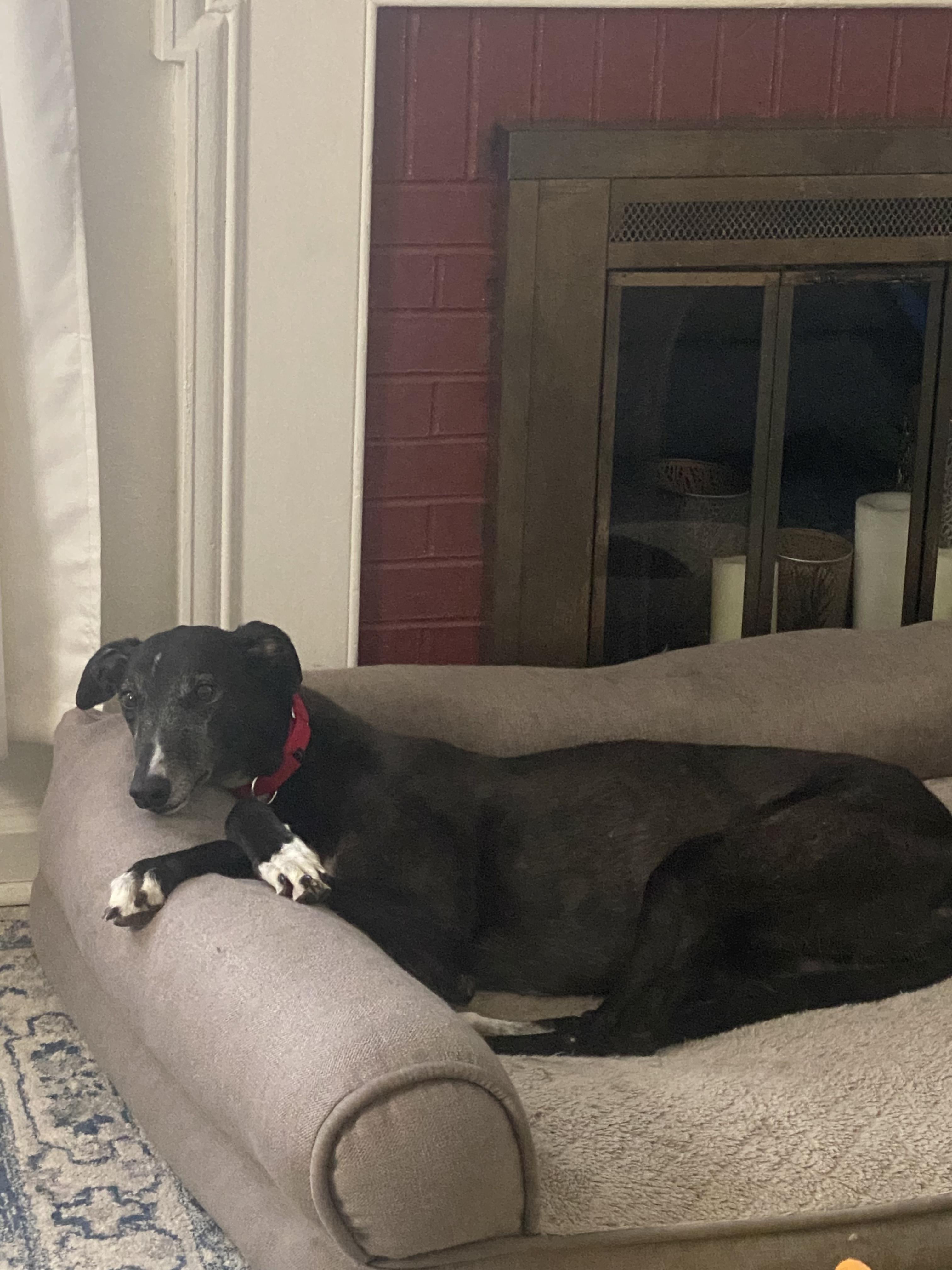 Star, a ADOPTABLE Greyhound in Bondurant, IA image 1/5