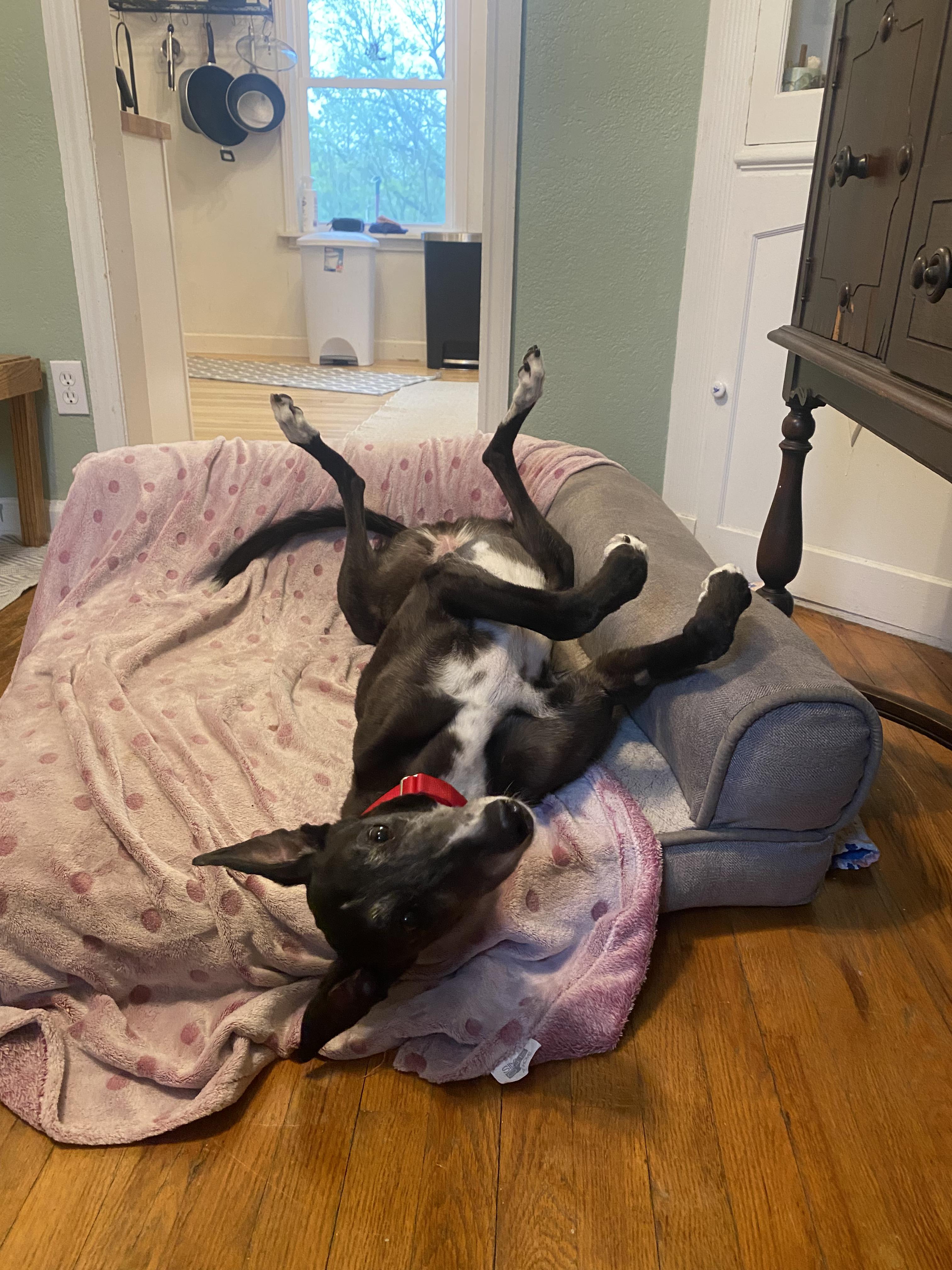 Star, a ADOPTABLE Greyhound in Bondurant, IA image 2/5