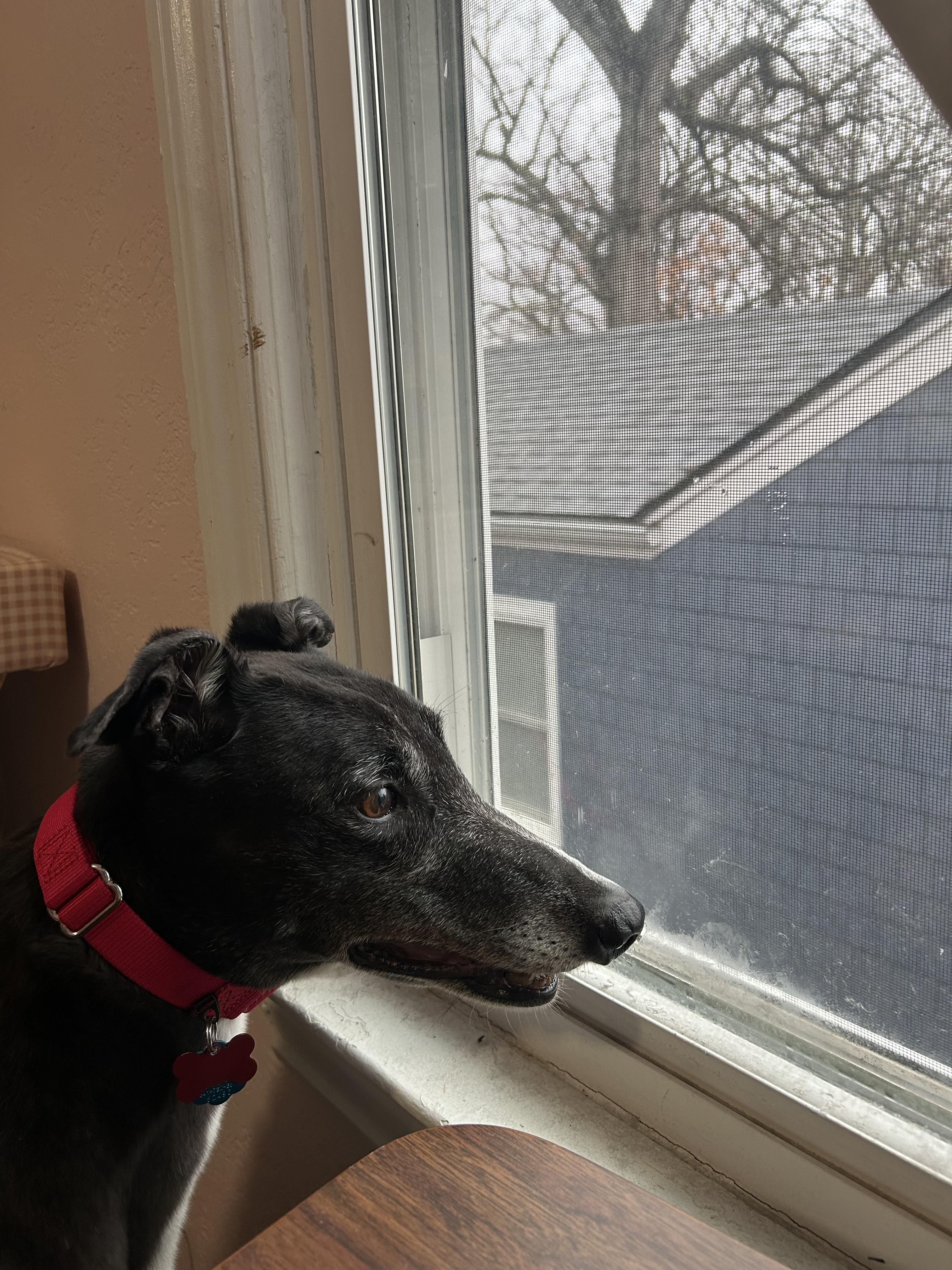 Star, a ADOPTABLE Greyhound in Bondurant, IA image 5/5