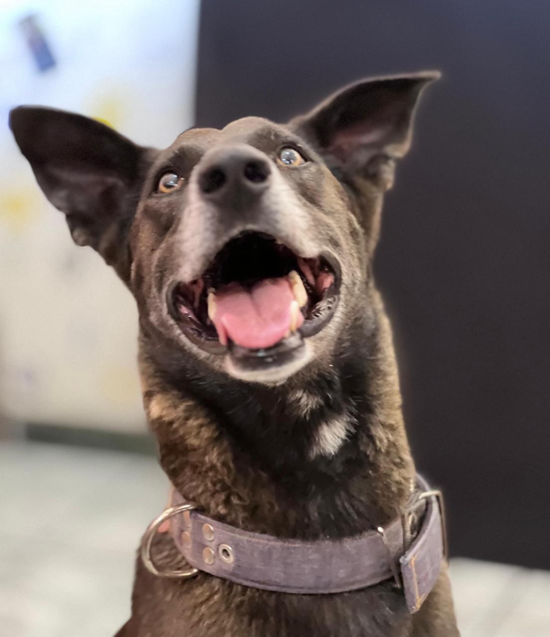 Enlarge Shadow, a ADOPTABLE mixed breed in Bentley, AB image 3/3
