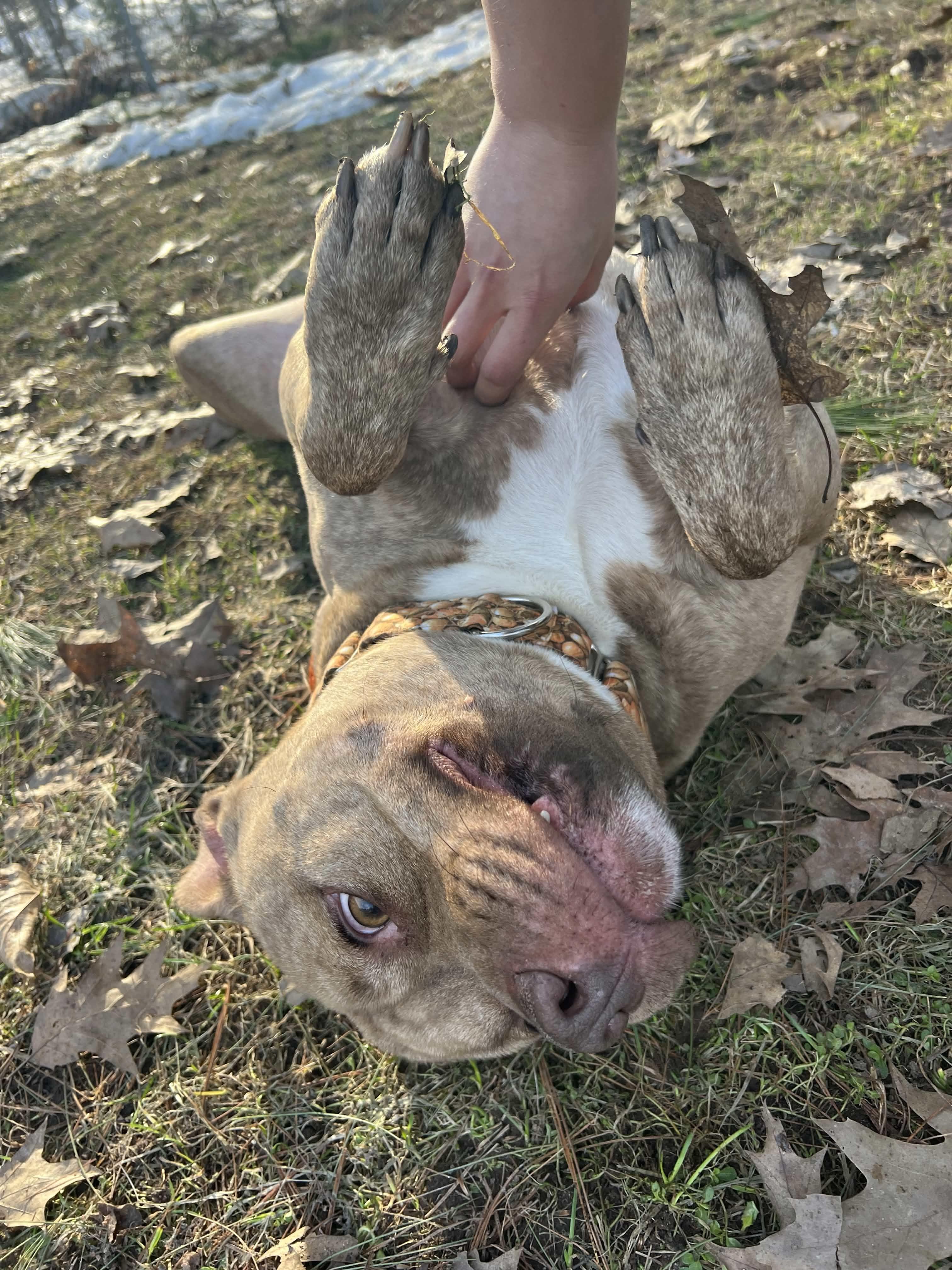 Enlarge Ruger, a ADOPTABLE Mixed Breed in Houghton, MI image 2/3