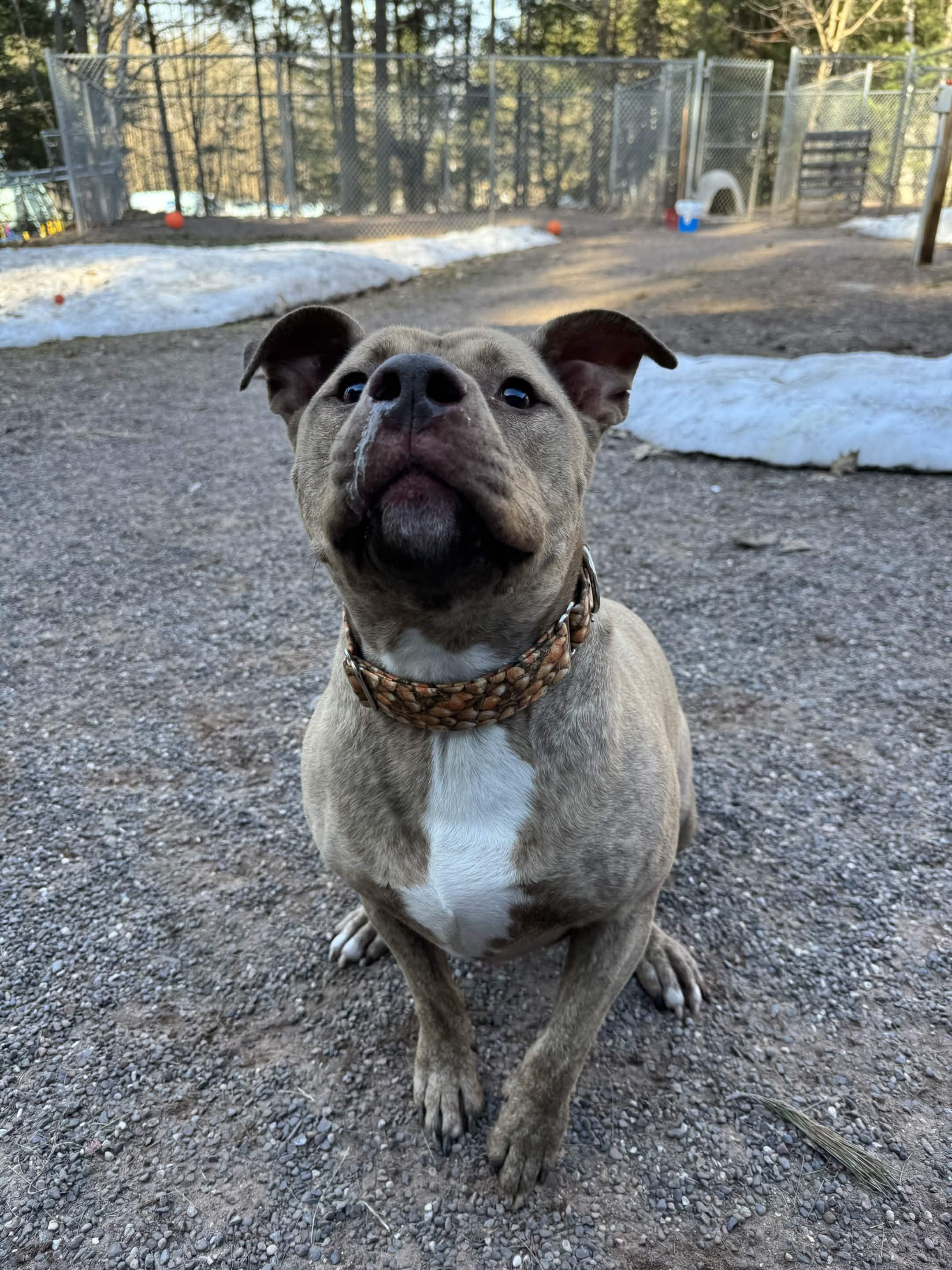 Enlarge Ruger, a ADOPTABLE Mixed Breed in Houghton, MI image 3/3