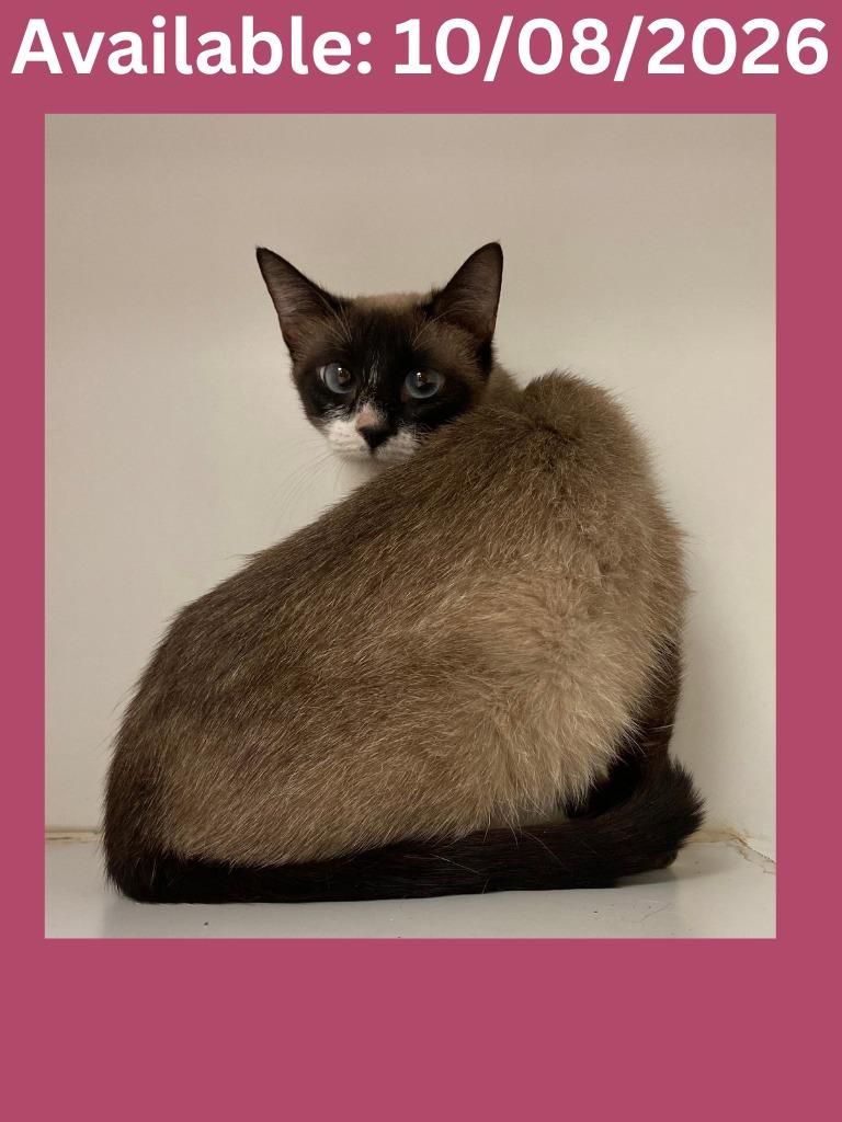 Cat Condo #18 Sugar, Adoptable, Young Female Siamese & Mixed Breed.