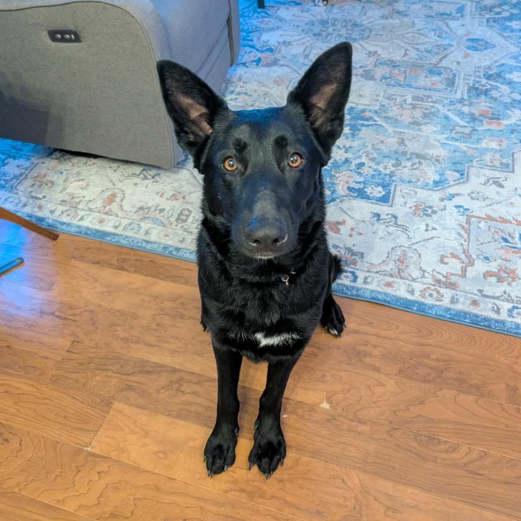 Cinder, Adoptable, Adult Female German Shepherd Dog.