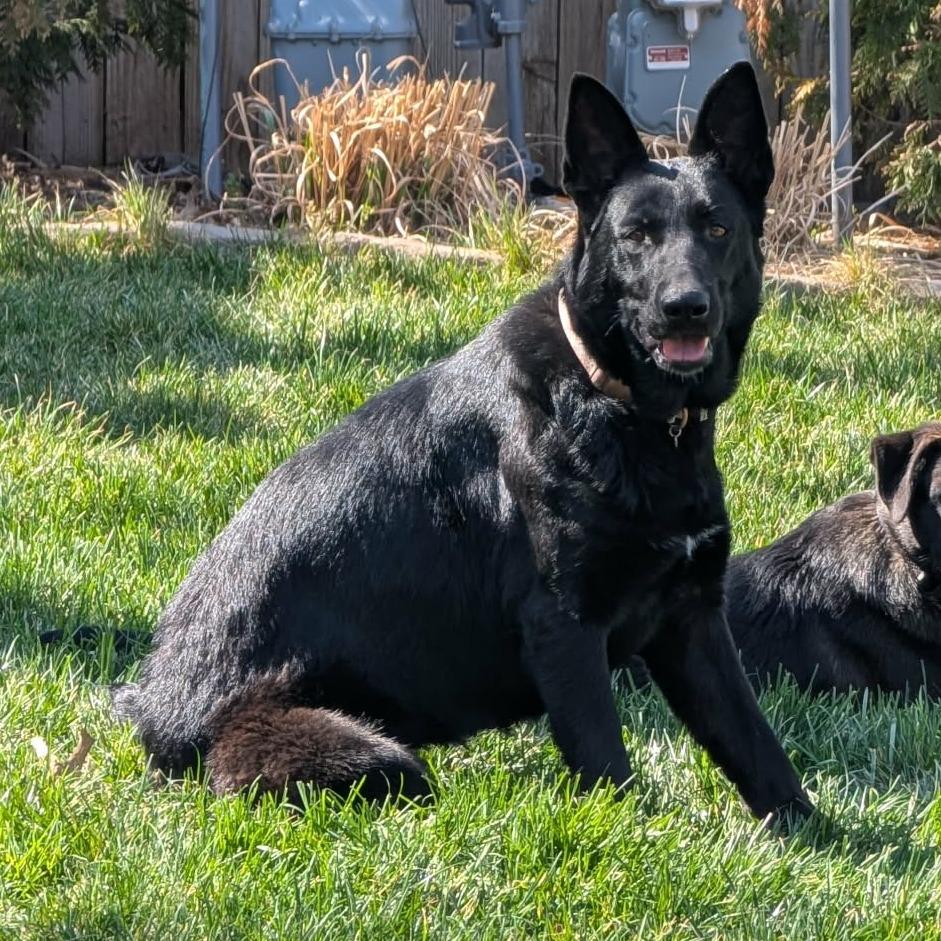 Enlarge Cinder, a Adoptable German Shepherd Dog in Overland Park, KS image 2/2
