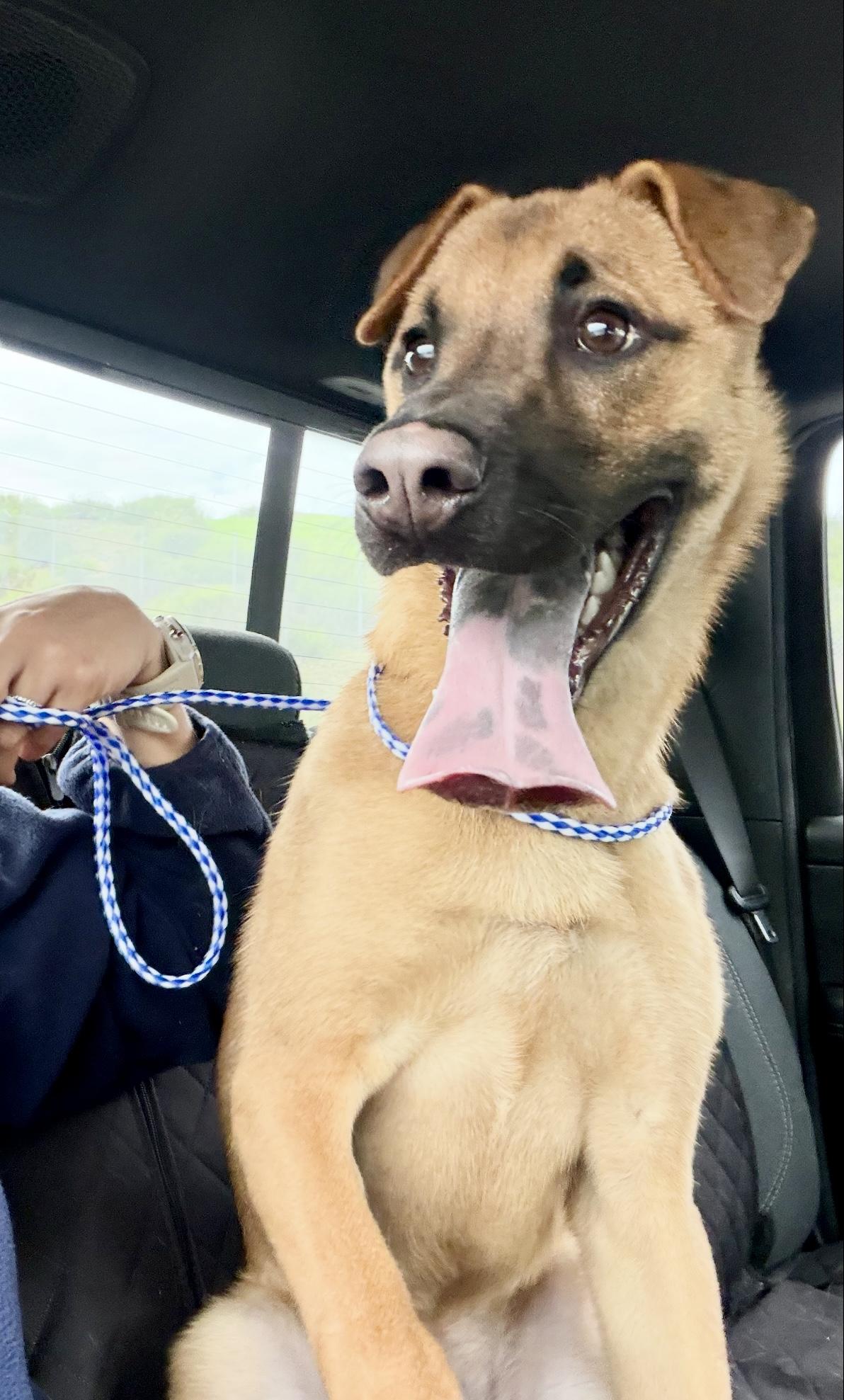 Churro , a ADOPTABLE mixed breed in San Diego, CA image 5/6