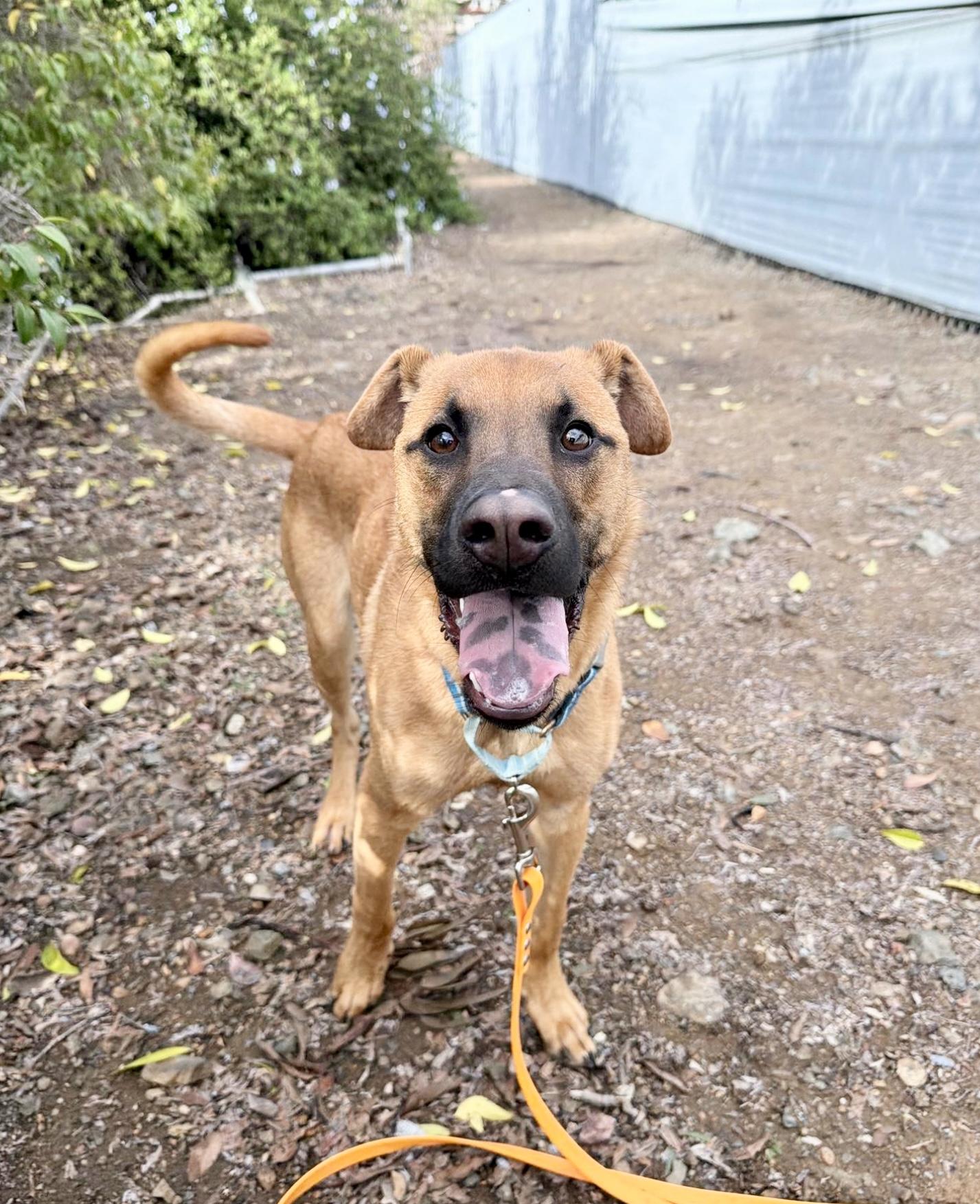 Churro , a ADOPTABLE mixed breed in San Diego, CA image 3/6