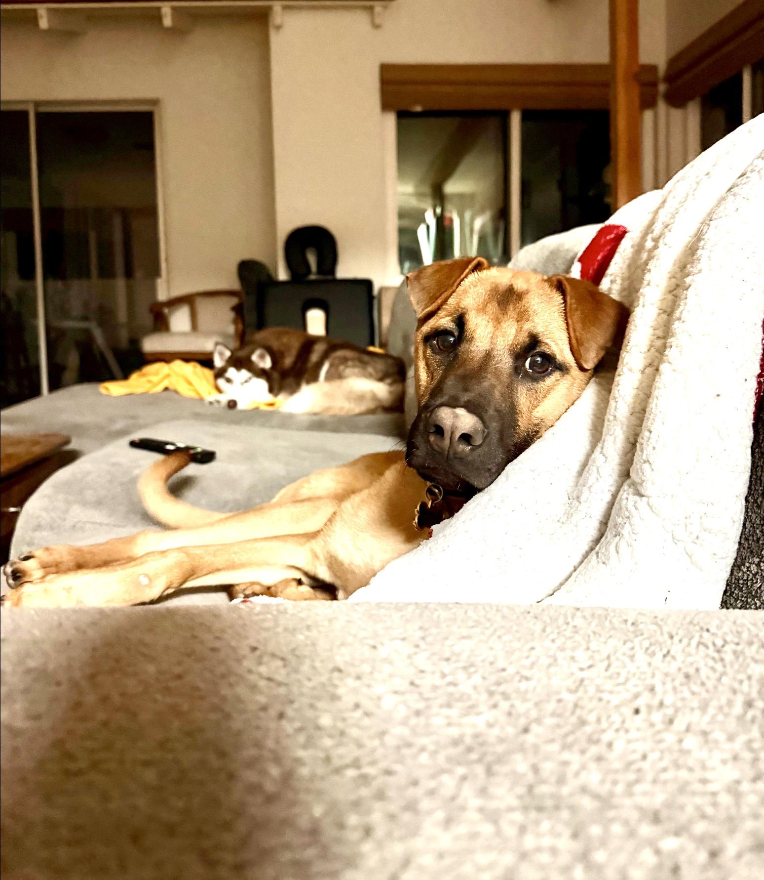 Churro , a ADOPTABLE mixed breed in San Diego, CA image 4/6