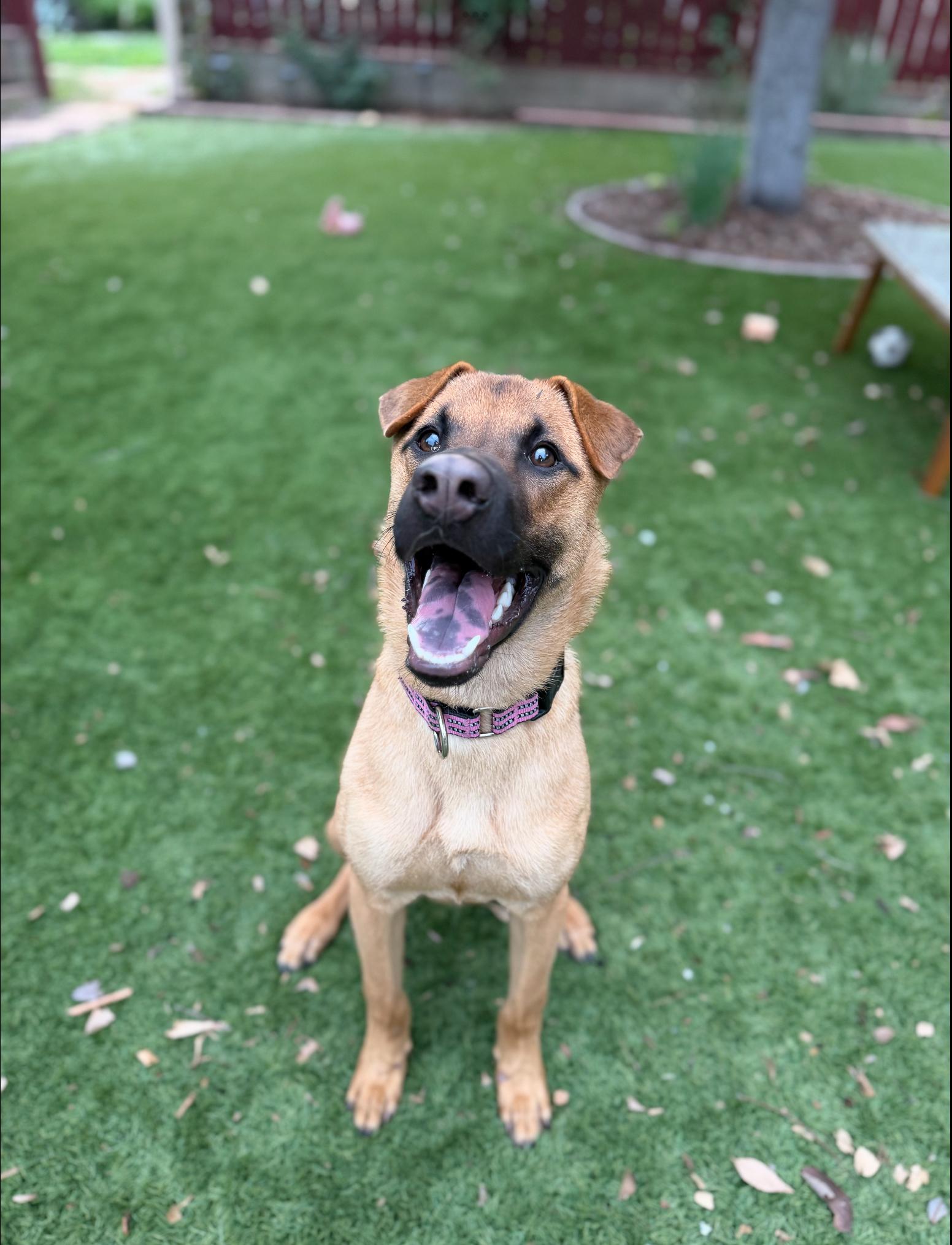 Churro , ADOPTABLE, Puppy Male Mixed Breed.