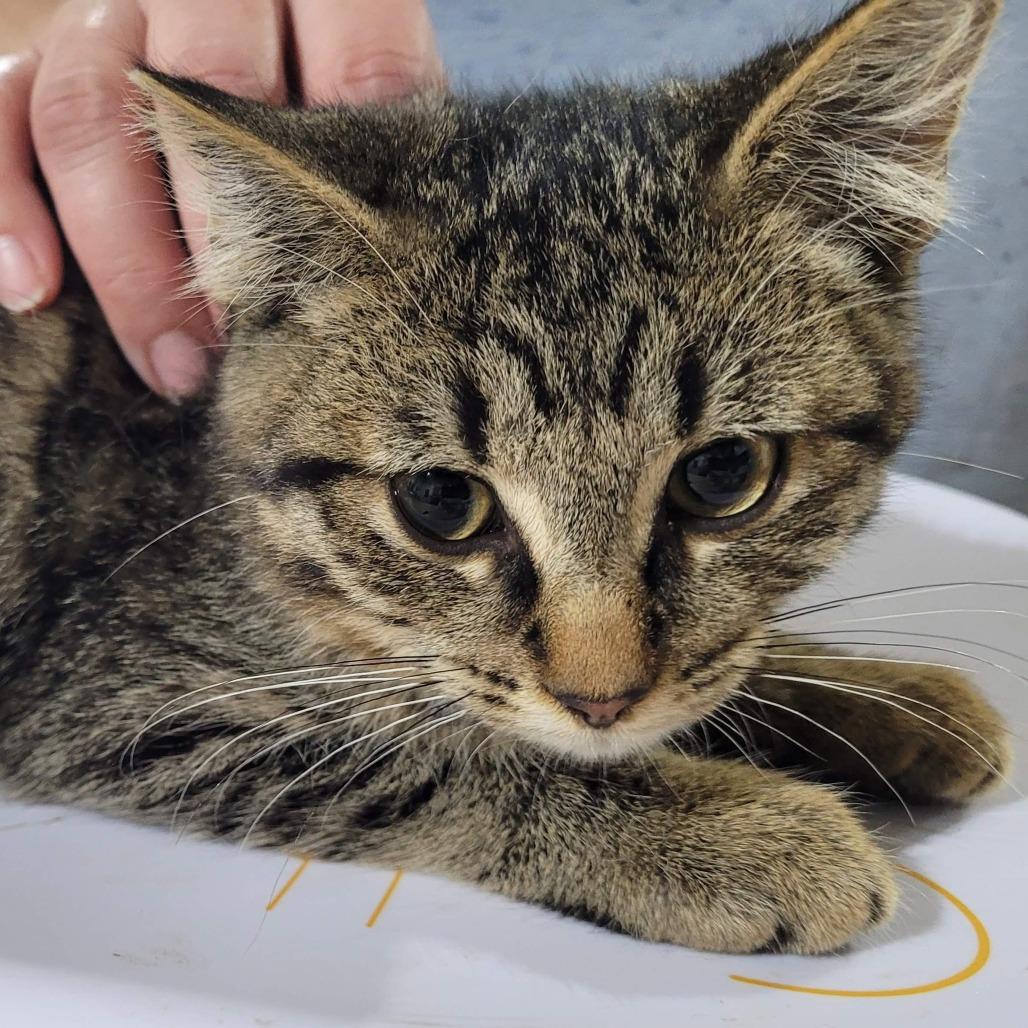 Enlarge Harmony, a Adoptable Domestic Short Hair in Traverse City, MI image 1/2