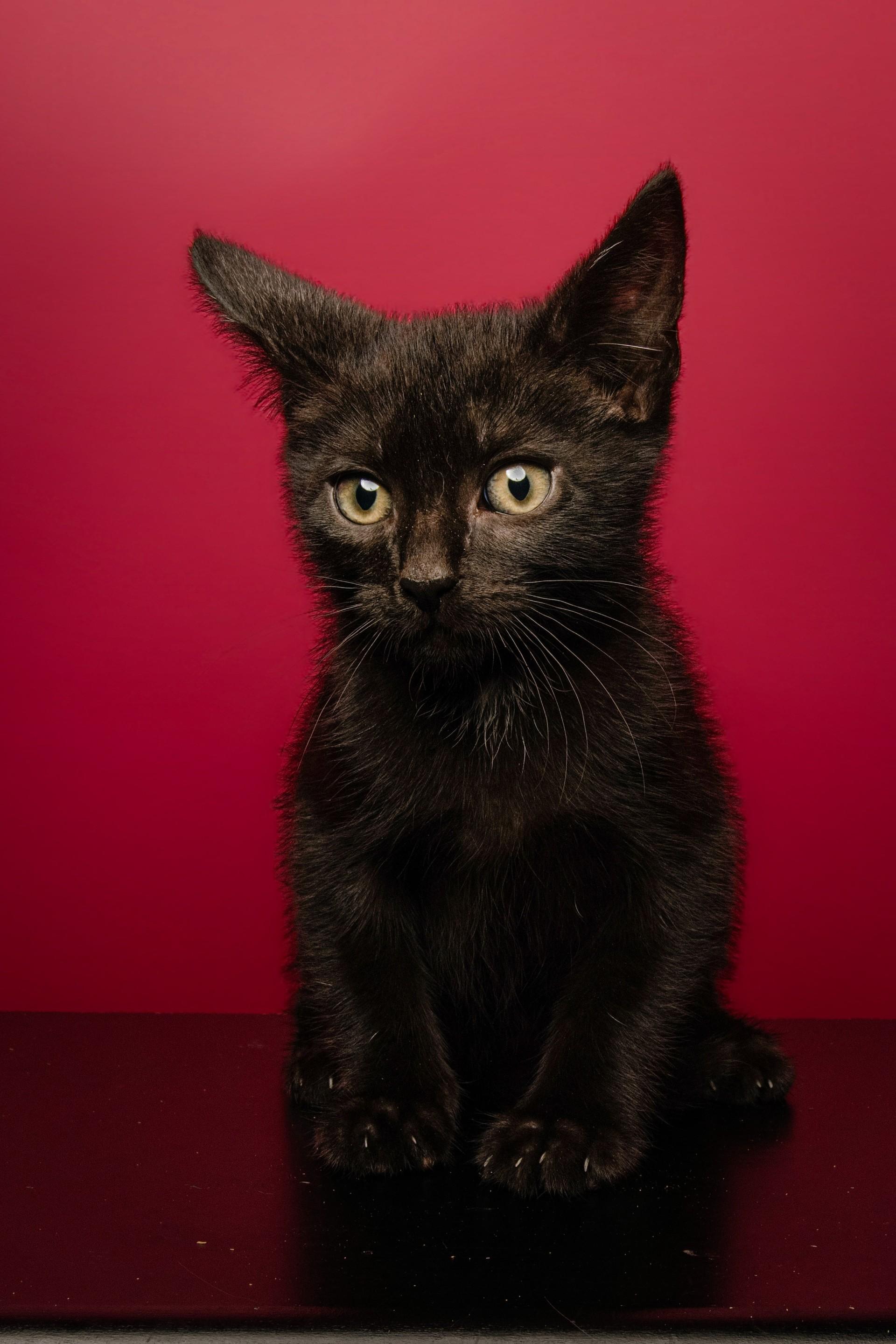 Lycan, ADOPTABLE, Kitten Male Domestic Short Hair.