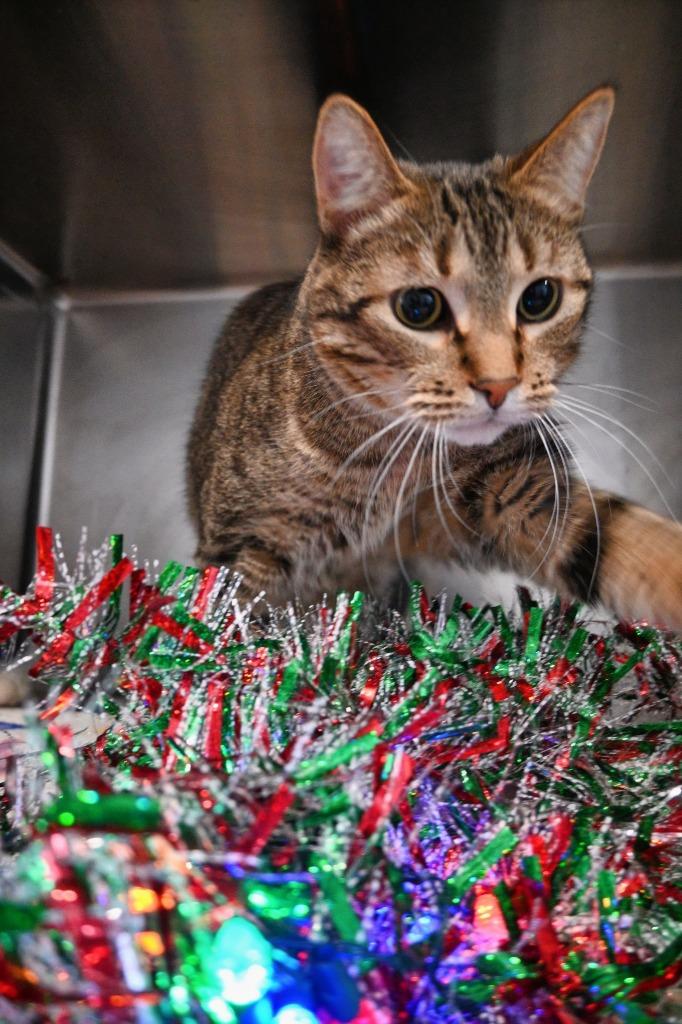 BUDZ, Adoptable, Adult Male Domestic Short Hair.