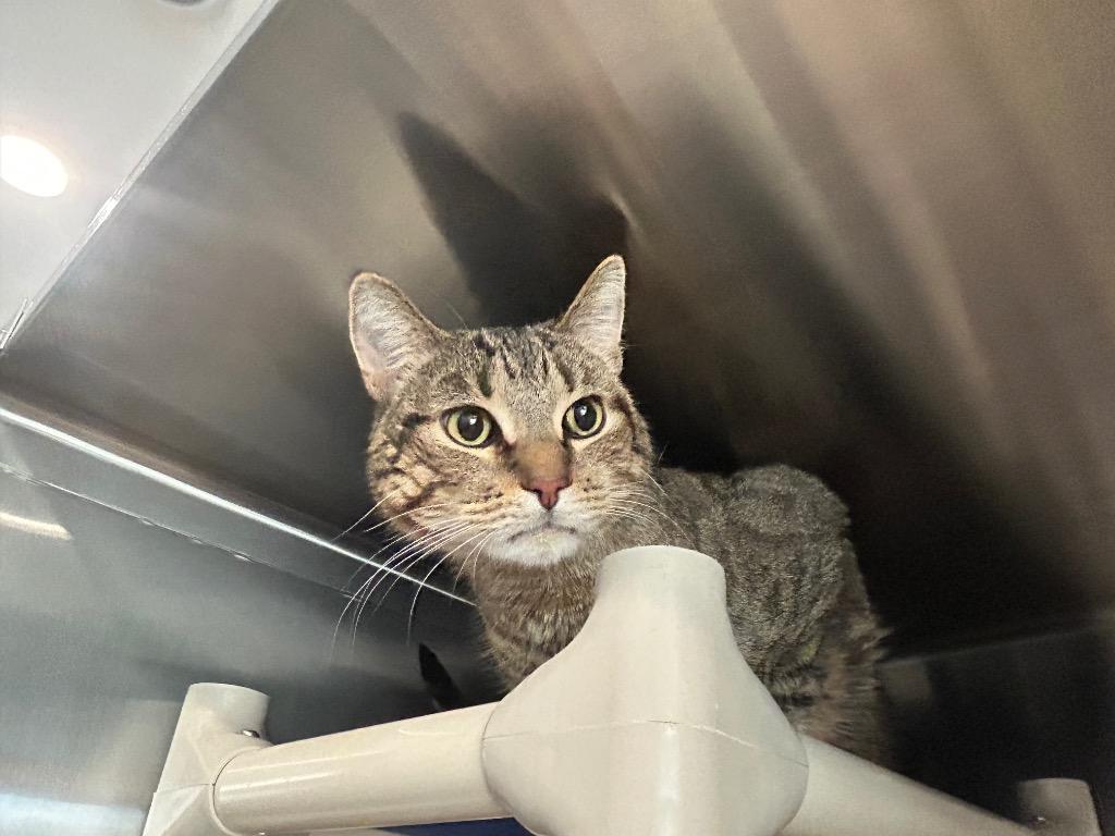 BUDZ, a Adoptable mixed breed in Ashland, WI image 2/3