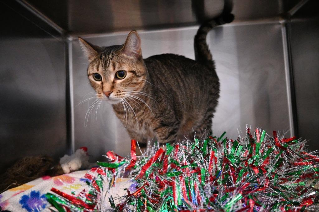 BUDZ, a Adoptable mixed breed in Ashland, WI image 3/3