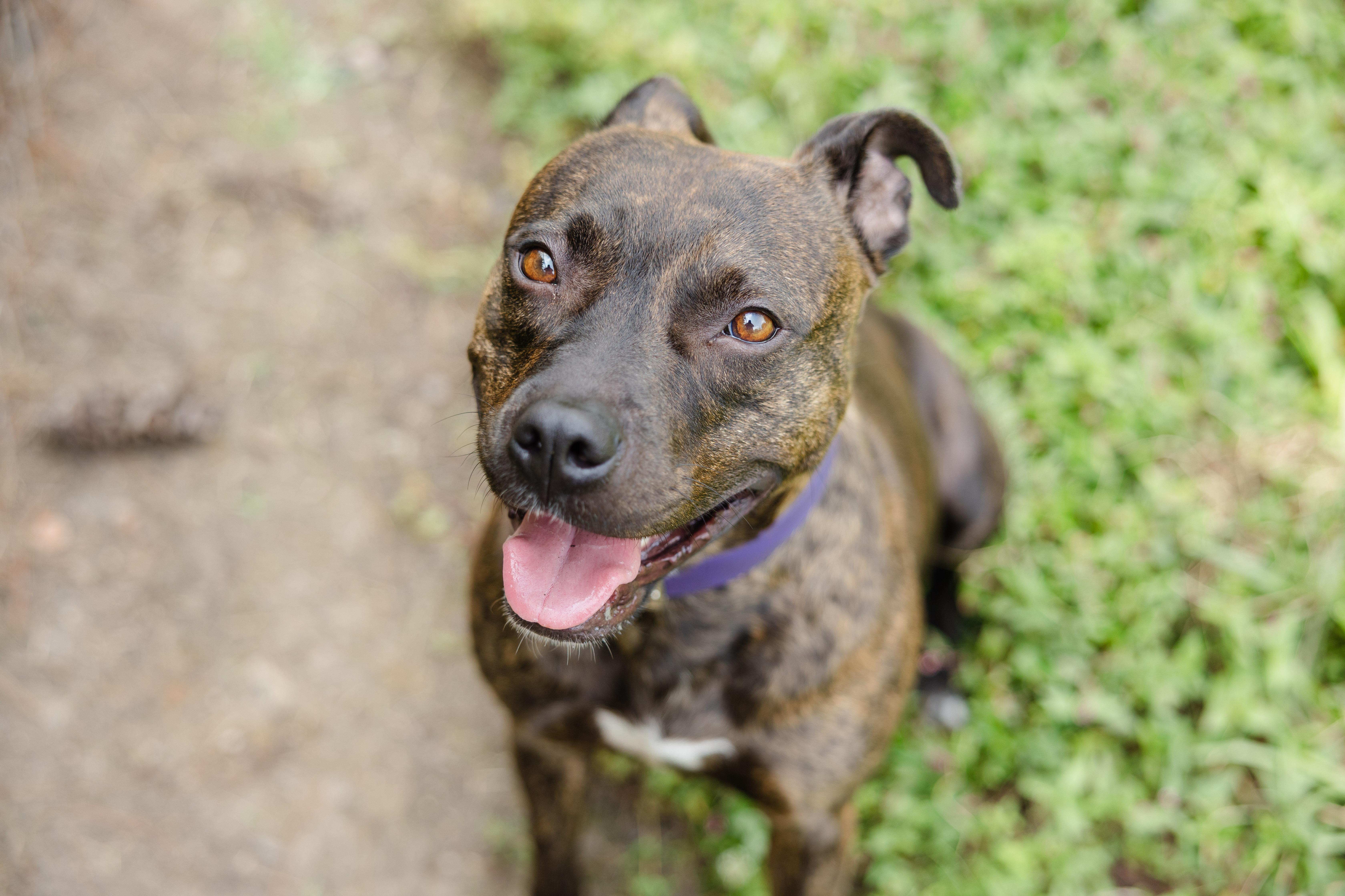 Enlarge Skye, a ADOPTABLE mixed breed in Newburgh, IN image 3/5