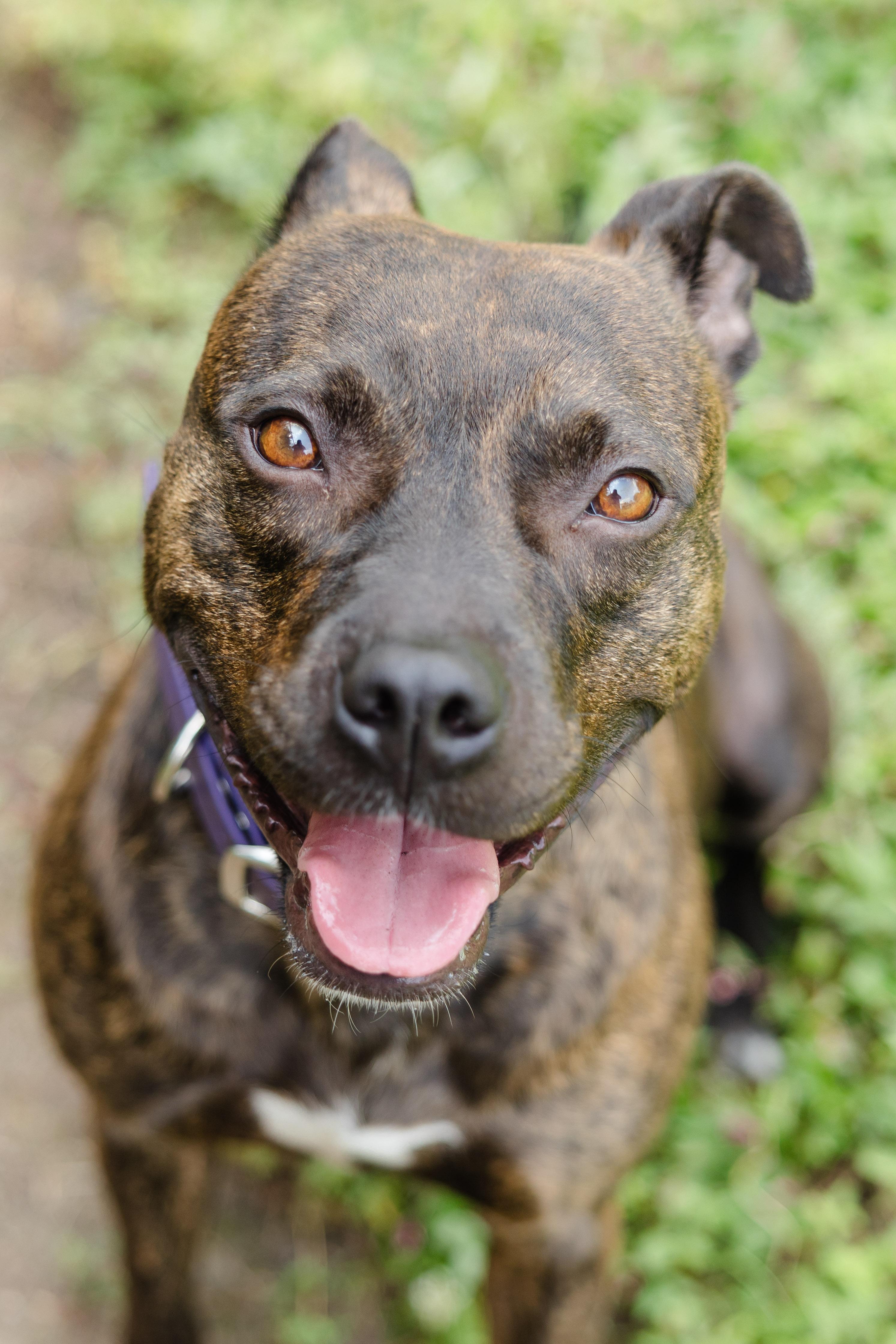 Skye, ADOPTABLE, Adult Female Terrier.