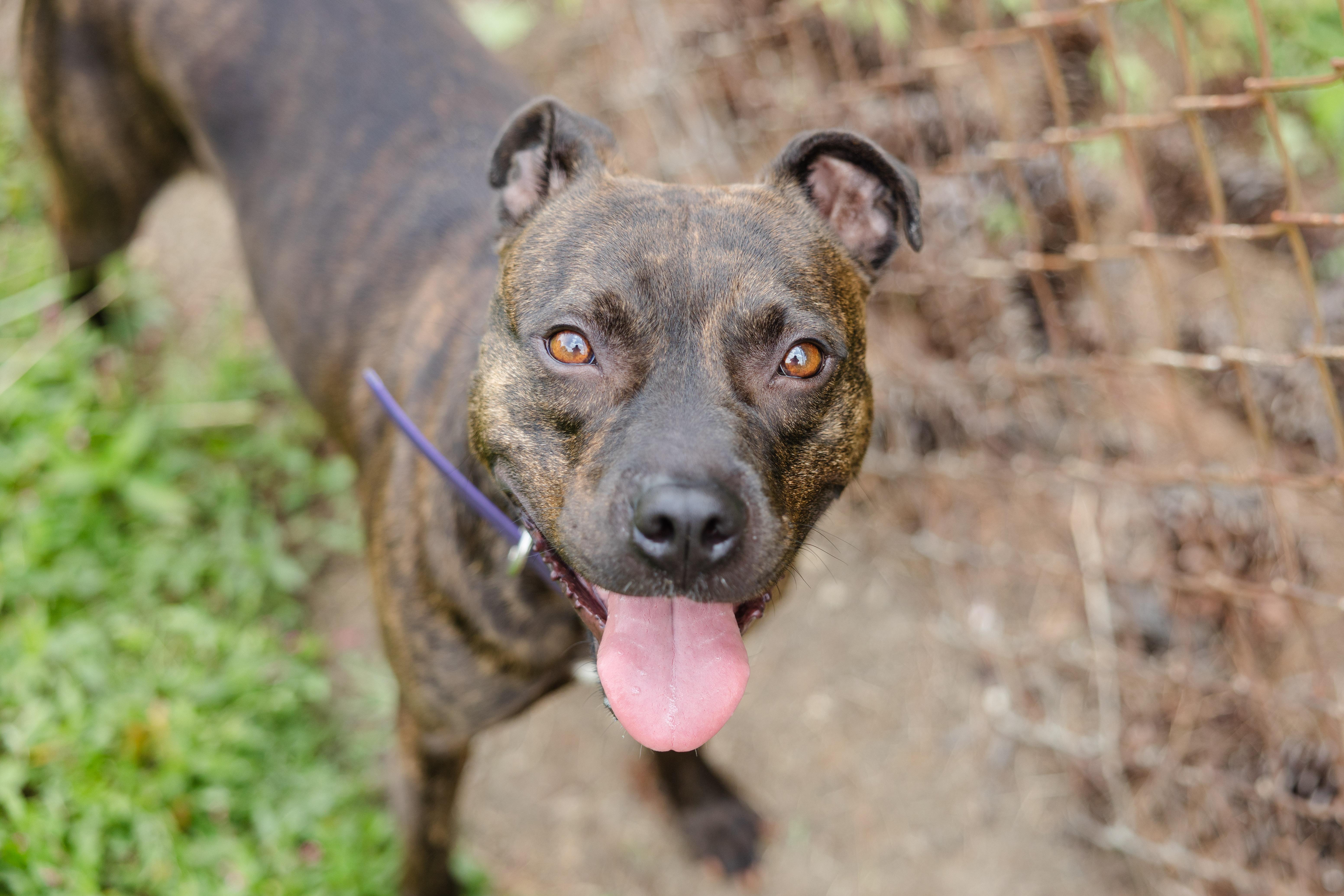 Enlarge Skye, a ADOPTABLE mixed breed in Newburgh, IN image 2/5