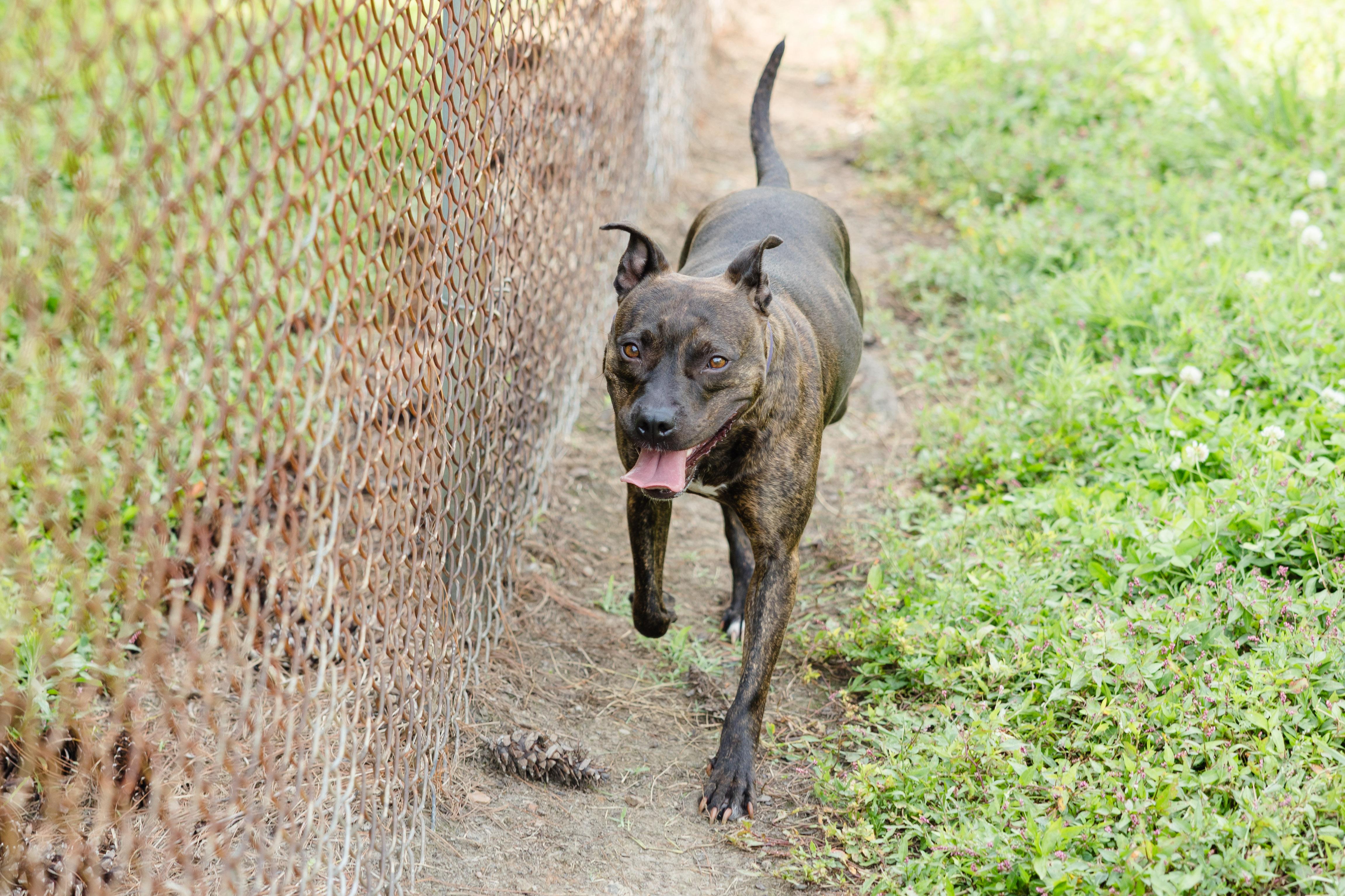 Enlarge Skye, a ADOPTABLE mixed breed in Newburgh, IN image 4/5