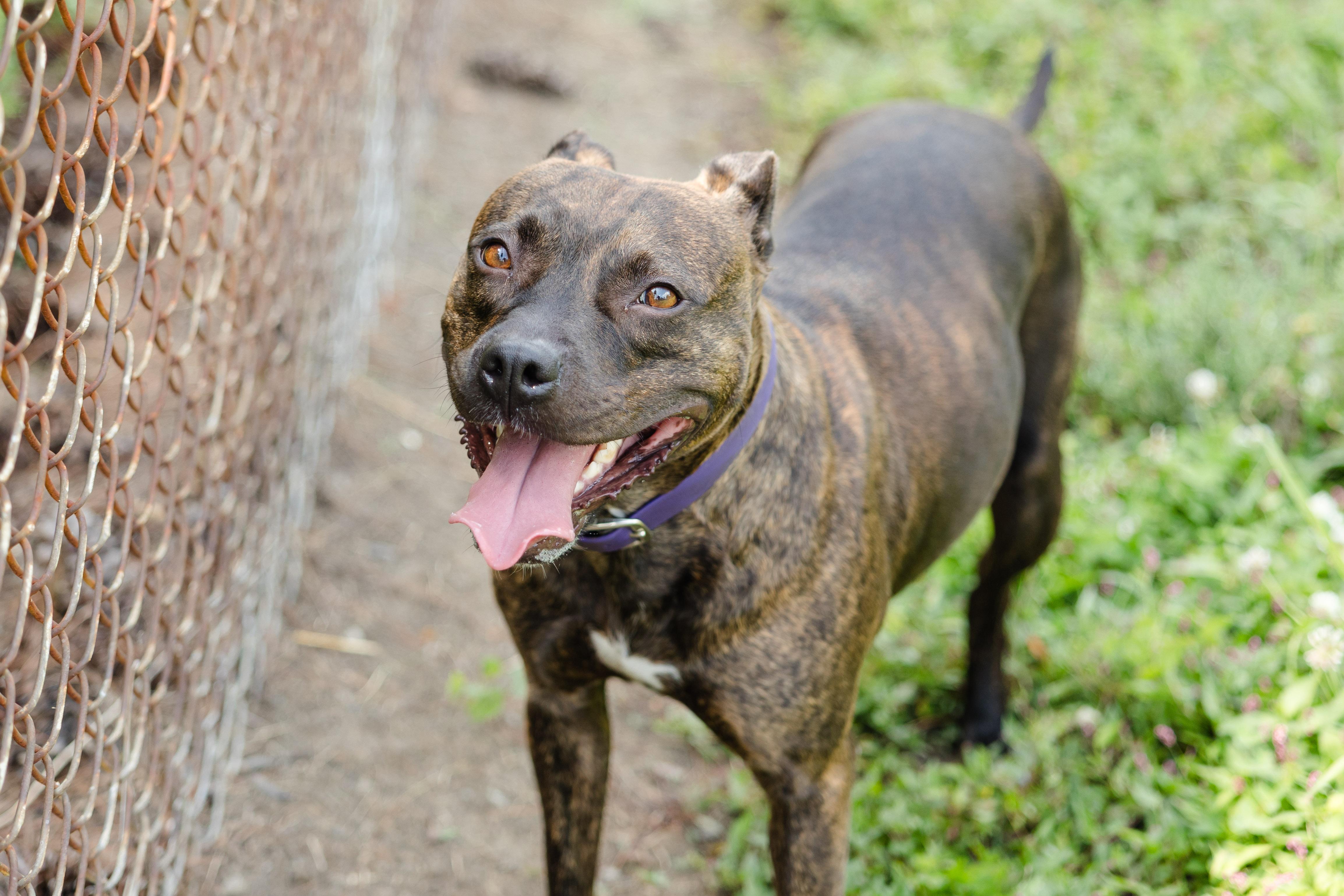 Enlarge Skye, a ADOPTABLE mixed breed in Newburgh, IN image 5/5