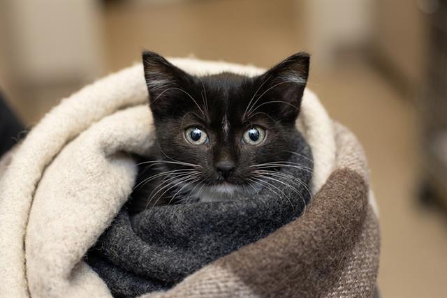 Enlarge ICELYN, a Adoptable Domestic Short Hair in Belleville, IL image 1/1