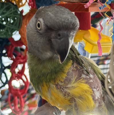 Zeus, a Adoptable Caique in Alexander, NC image 2/2