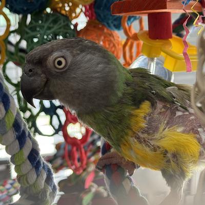 Zeus, a Adoptable Caique in Alexander, NC image 1/2