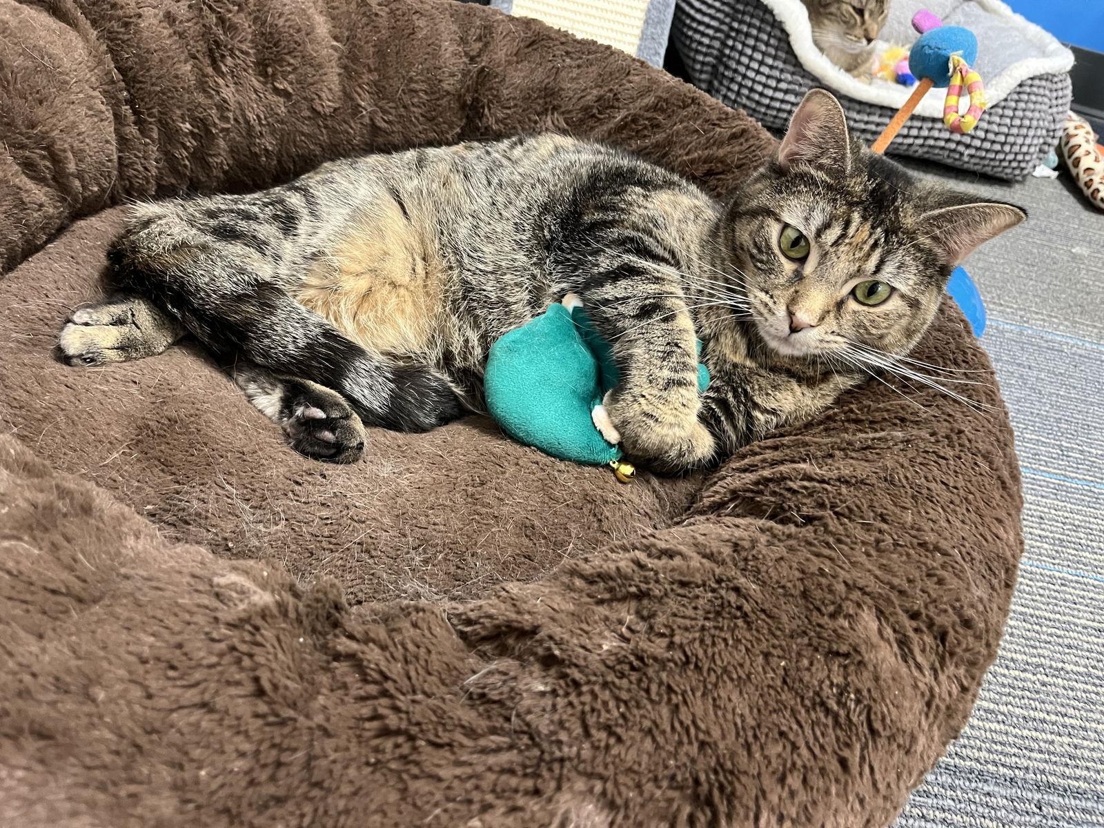 Sugar, a Adoptable Domestic Short Hair in Rochester, NY image 2/2