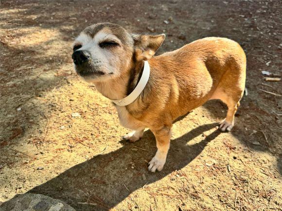 Seth Glen Coco, a Adoptable Chihuahua in Wingdale, NY image 1/2