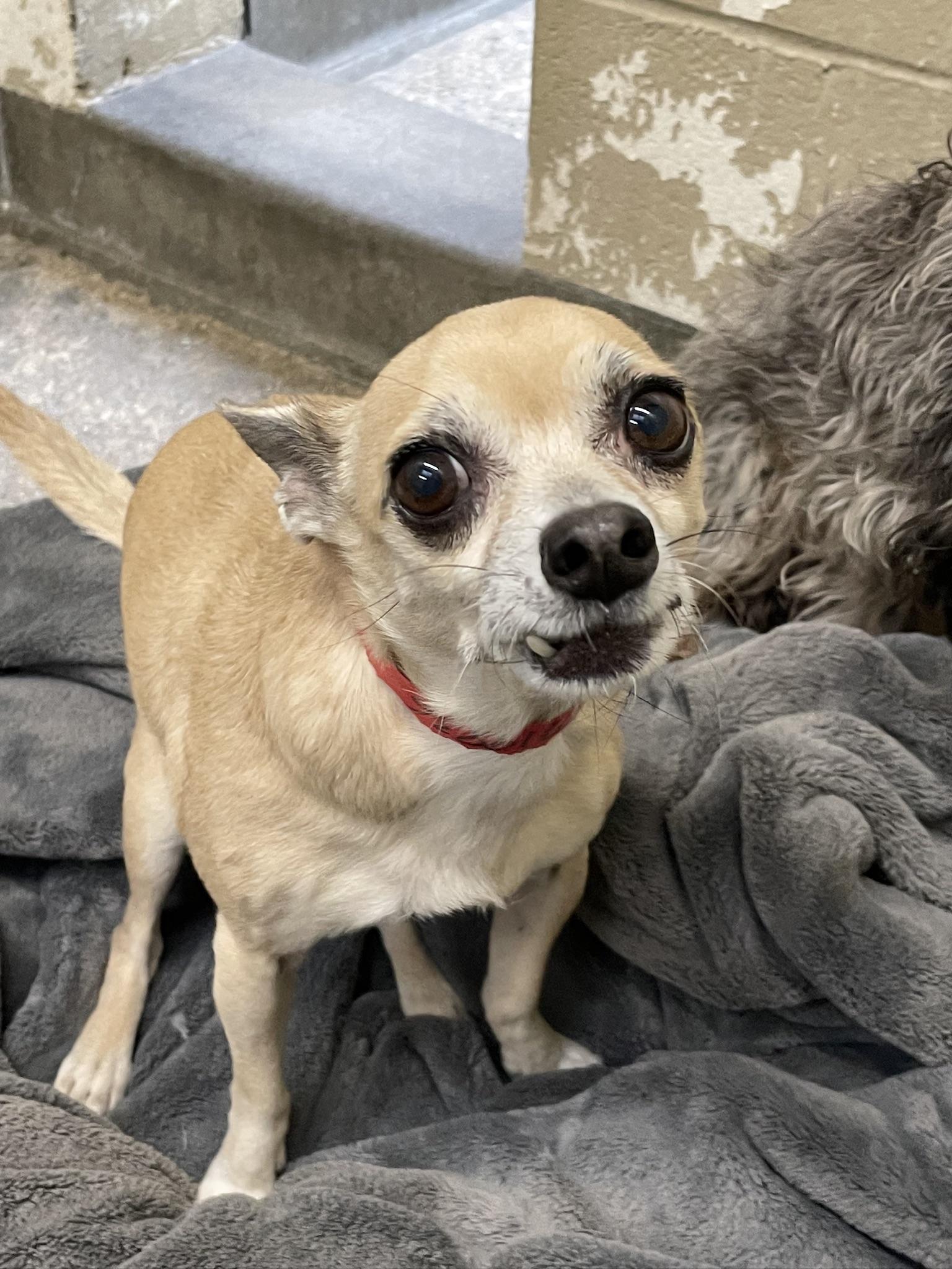 Seth Glen Coco, a Adoptable Chihuahua in Wingdale, NY image 2/2