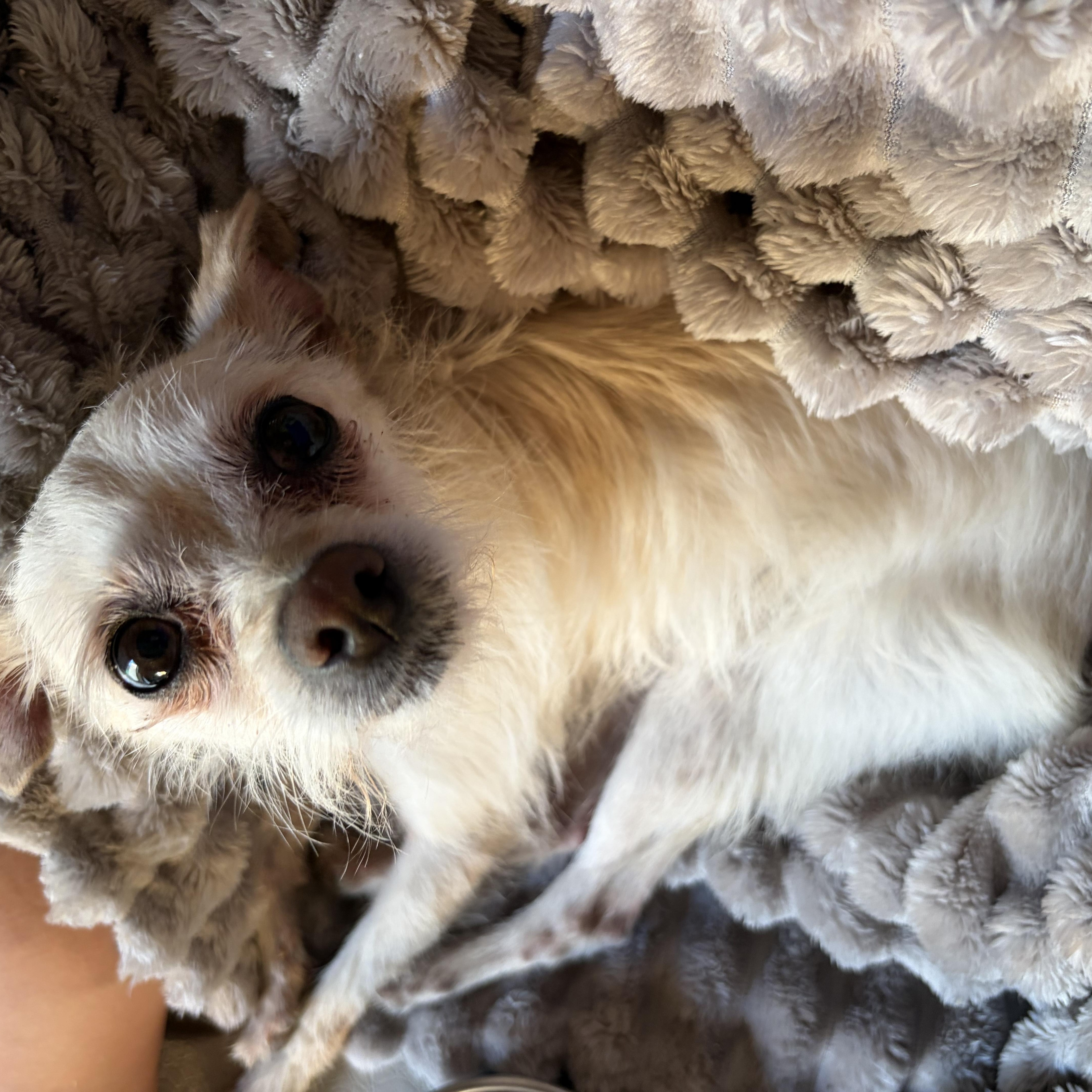 Enlarge Winnie, an adopted mixed breed in Omaha, NE image 2/3