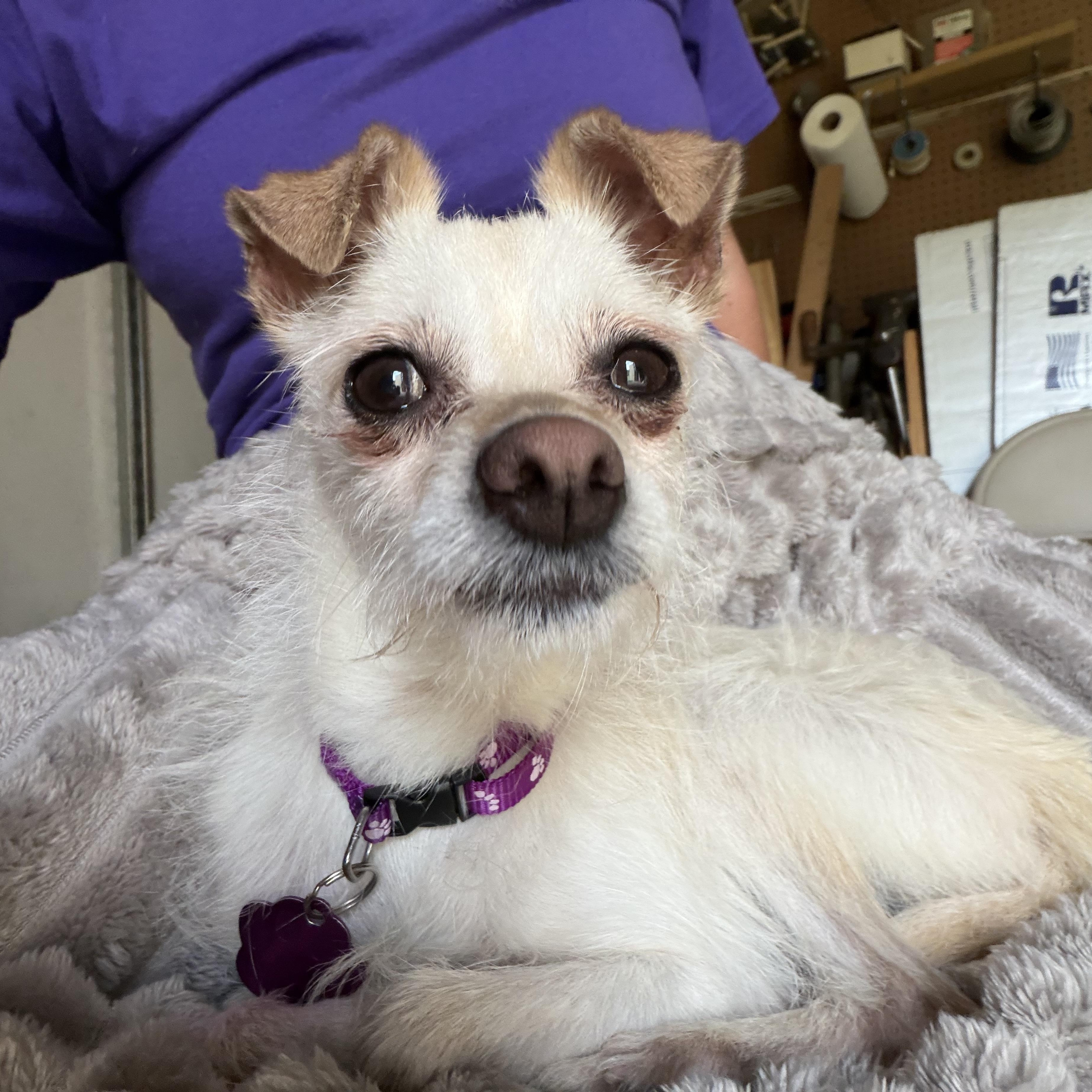 Enlarge Winnie, an adopted mixed breed in Omaha, NE image 3/3