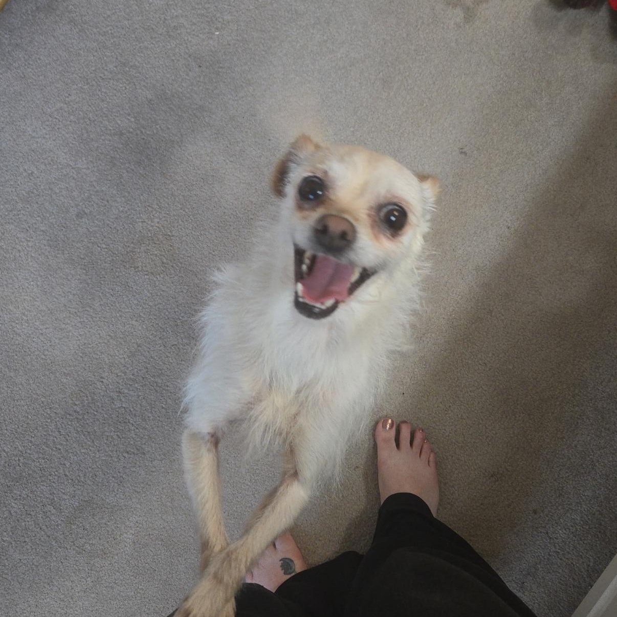 Enlarge Winnie, an adopted mixed breed in Omaha, NE image 1/3