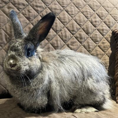 Enlarge Sydney, a Adoptable mixed breed in Kalamazoo, MI image 1/5