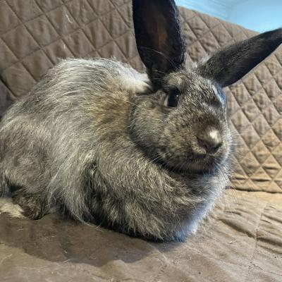Enlarge Sydney, a Adoptable mixed breed in Kalamazoo, MI image 2/5