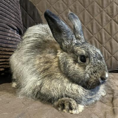 Enlarge Sydney, a Adoptable mixed breed in Kalamazoo, MI image 3/5