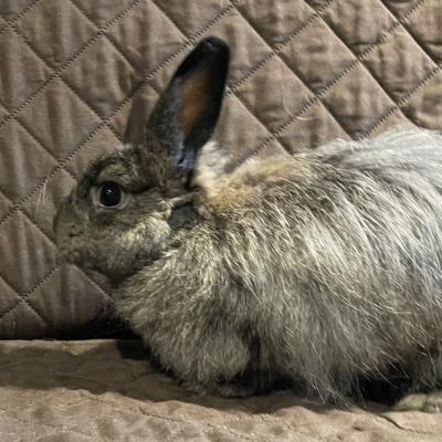 Enlarge Sydney, a Adoptable mixed breed in Kalamazoo, MI image 5/5