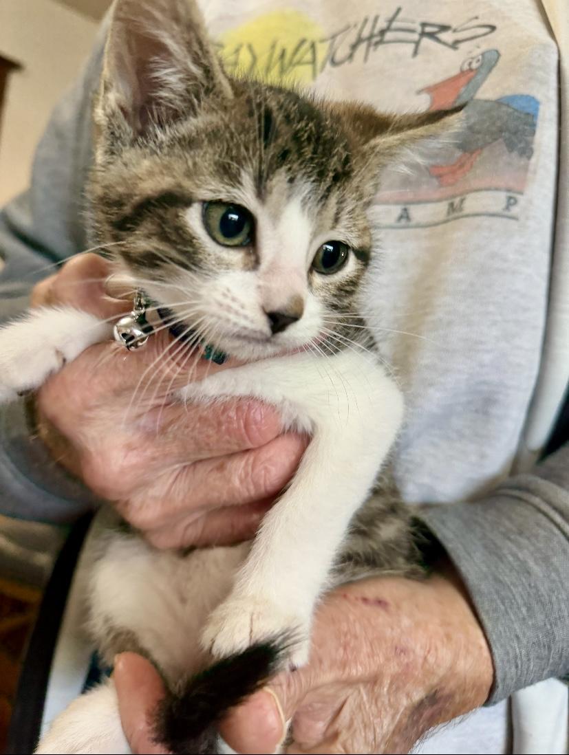 Stitch, Adoptable, Young Male Domestic Short Hair.