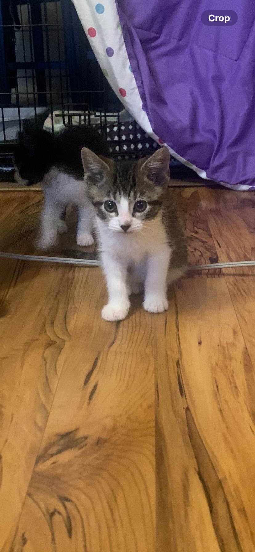 Enlarge Stitch, a Adoptable Domestic Short Hair in Tillamook, OR image 4/6