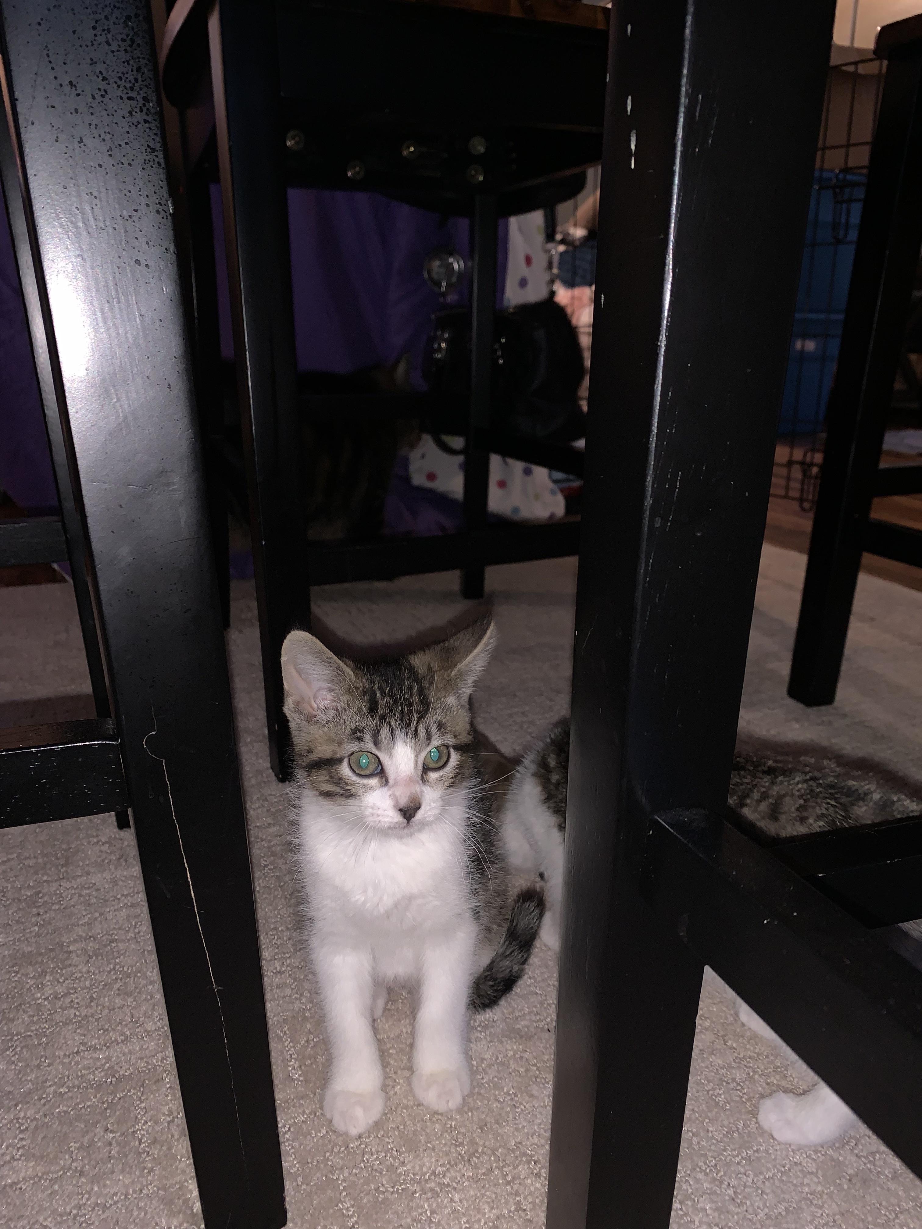 Enlarge Stitch, a Adoptable Domestic Short Hair in Tillamook, OR image 5/6